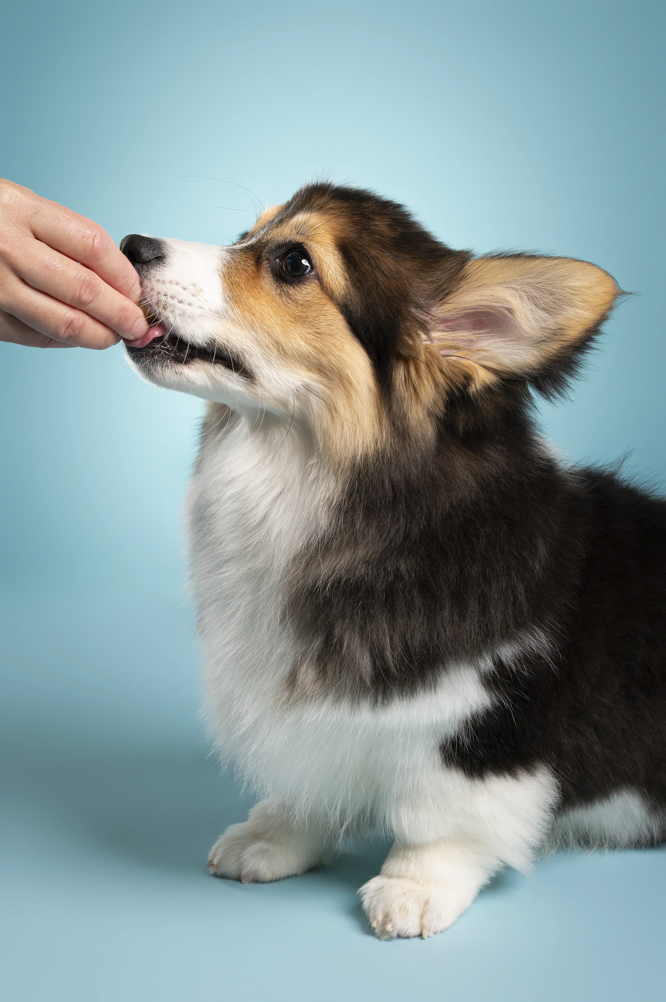 Puppy-Corgi-Eating-Studio-Portrait.webp