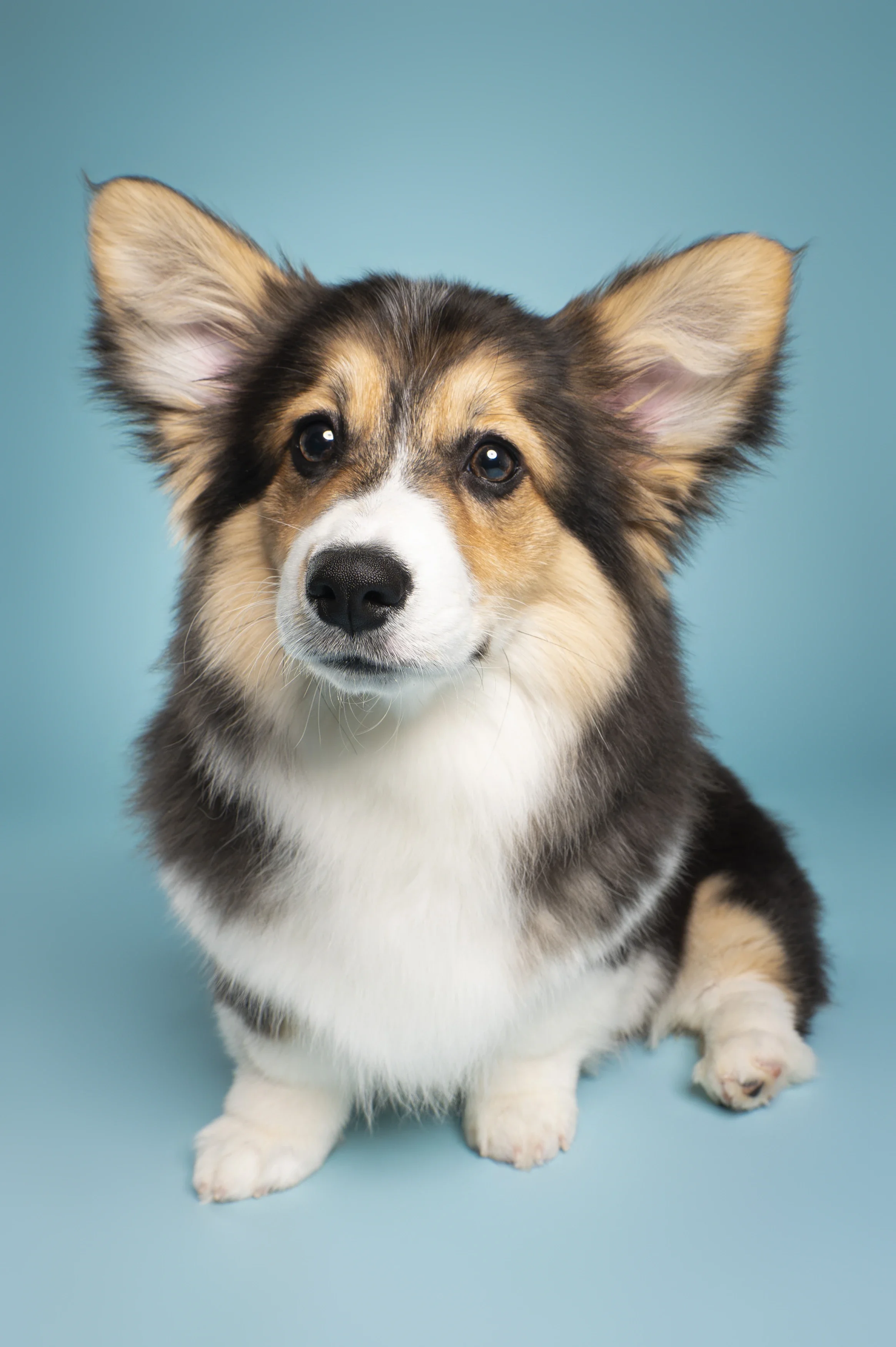 Puppy-Corgi-Curious-Studio-Portrait.webp