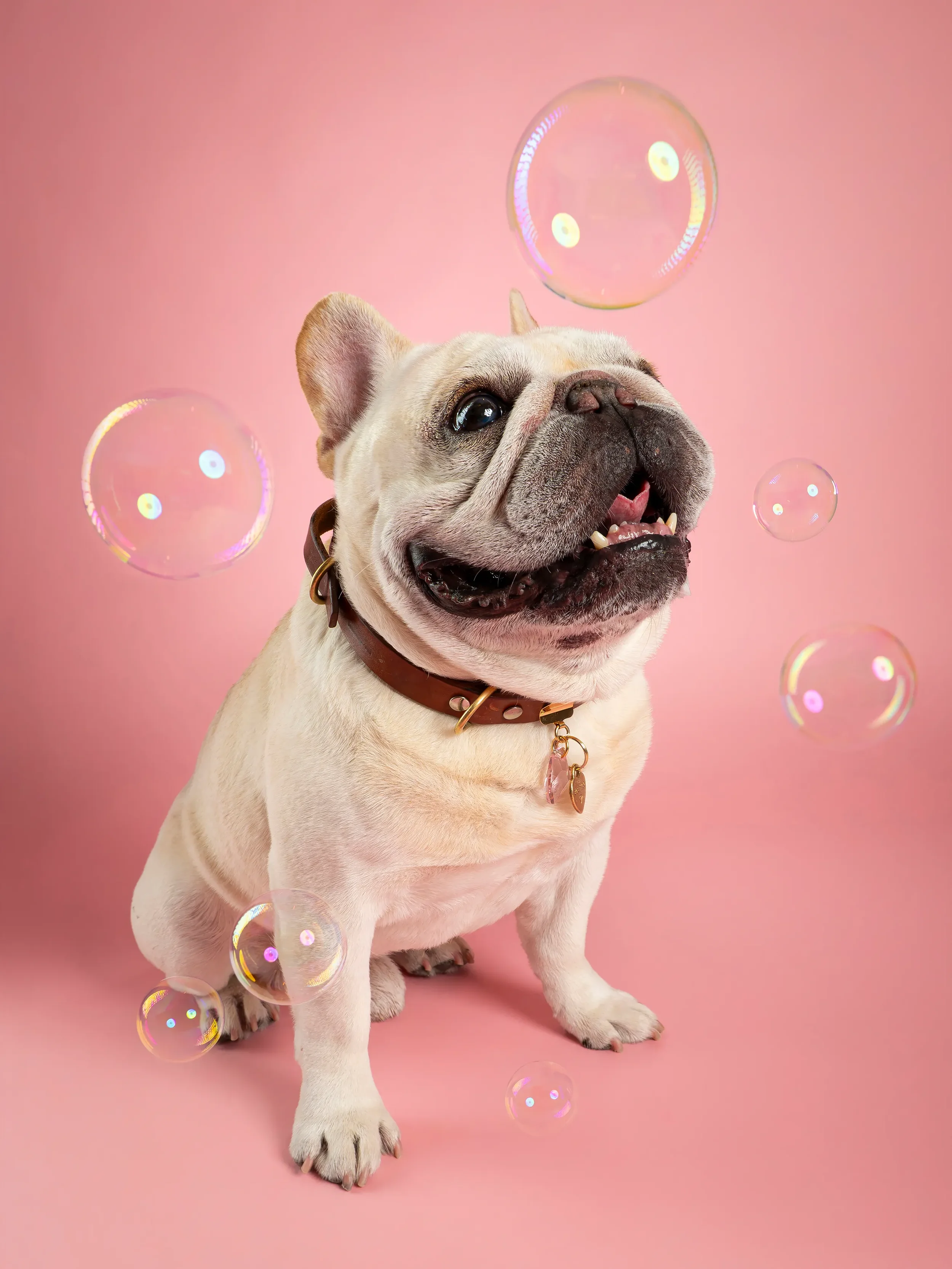 French-Bulldog-Bubbles-Studio-Photography.webp
