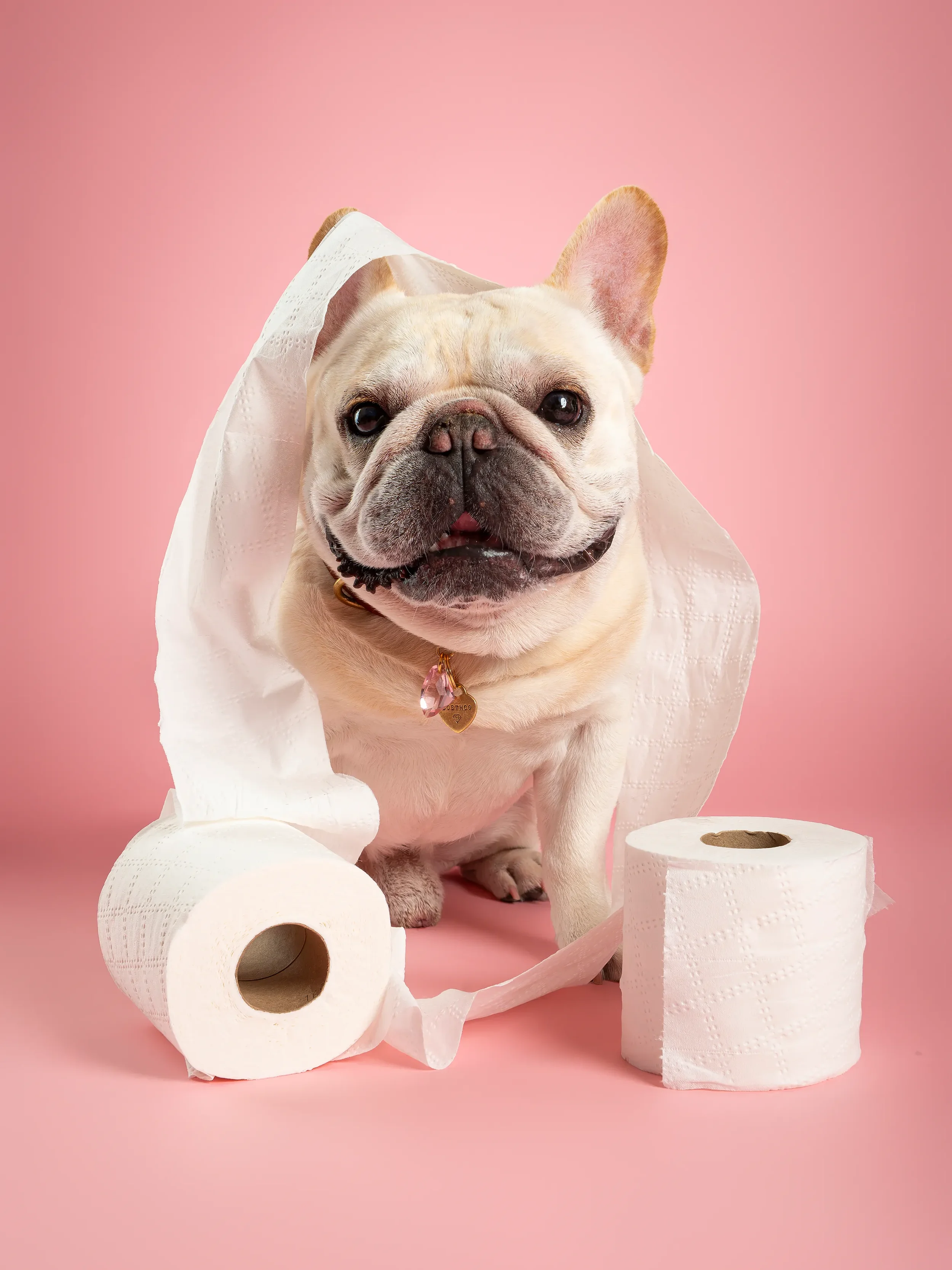 French-Bulldog-Toilet-Paper-Studio-Photography.webp