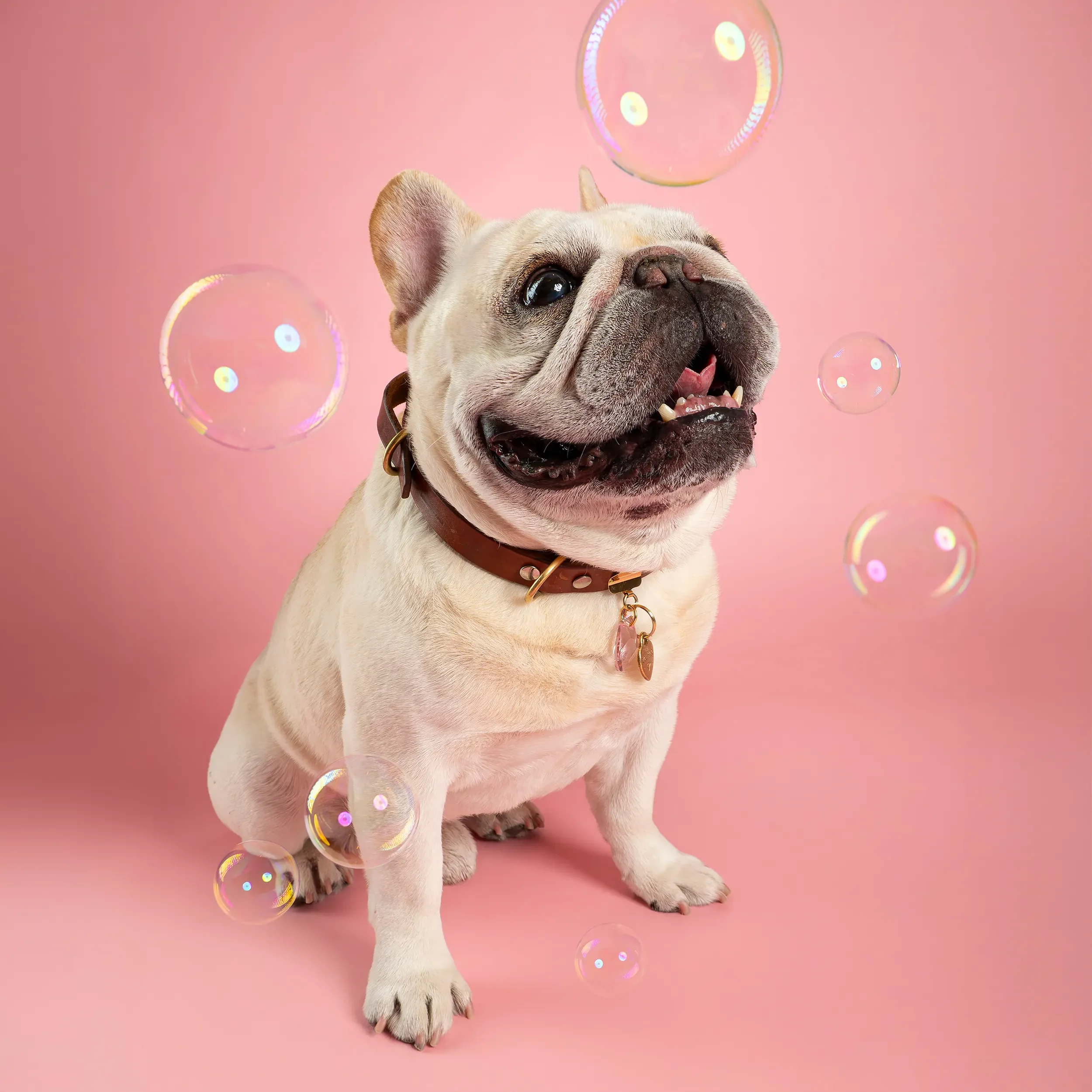 Bathroom-Themed Dog Photos: Fun Pet Wall Art for Your Home