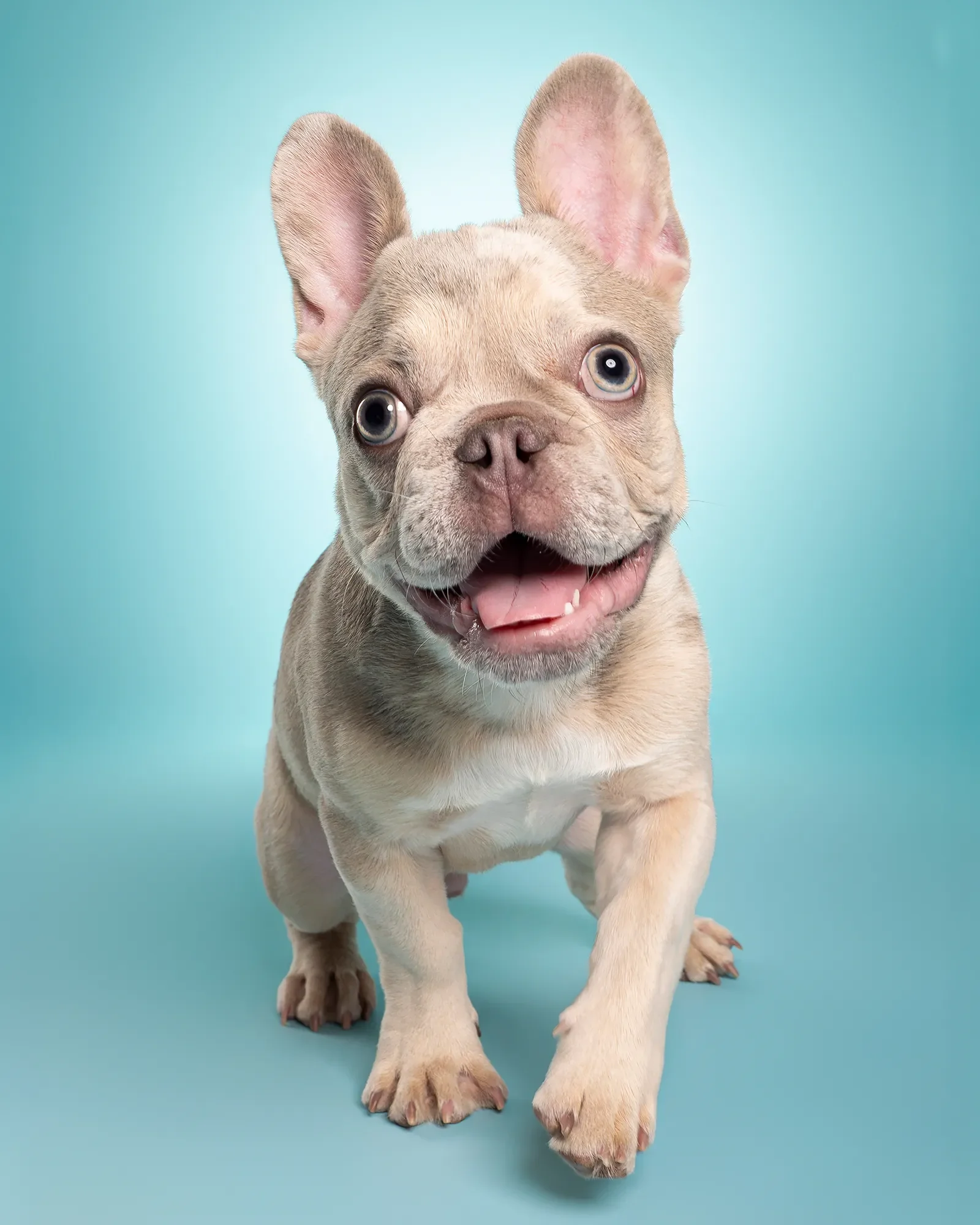 Happy-French-Bulldog-Studio-Photography copy.webp