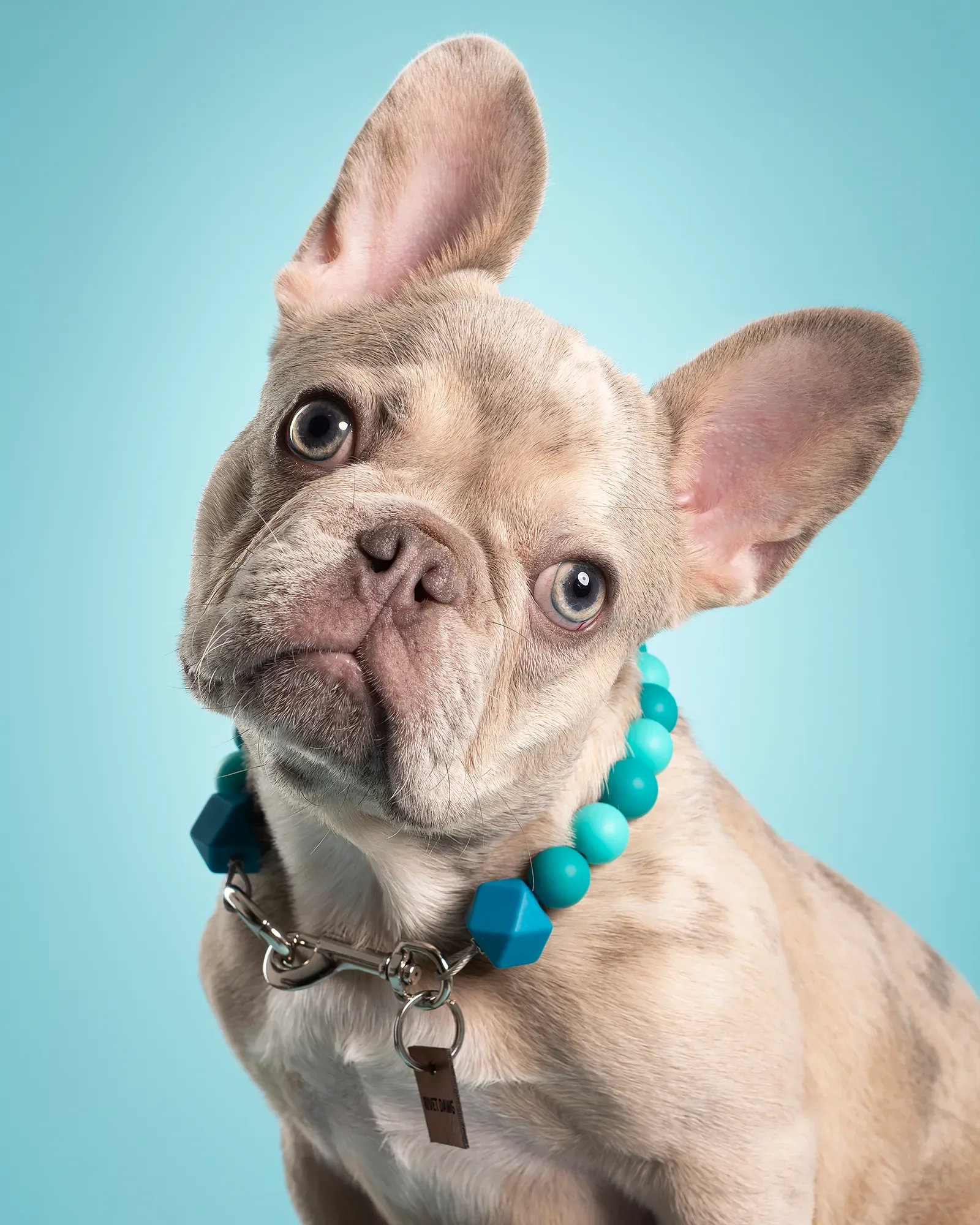 Young-Frenchie-Head-Tilt-Studio-Photography.webp