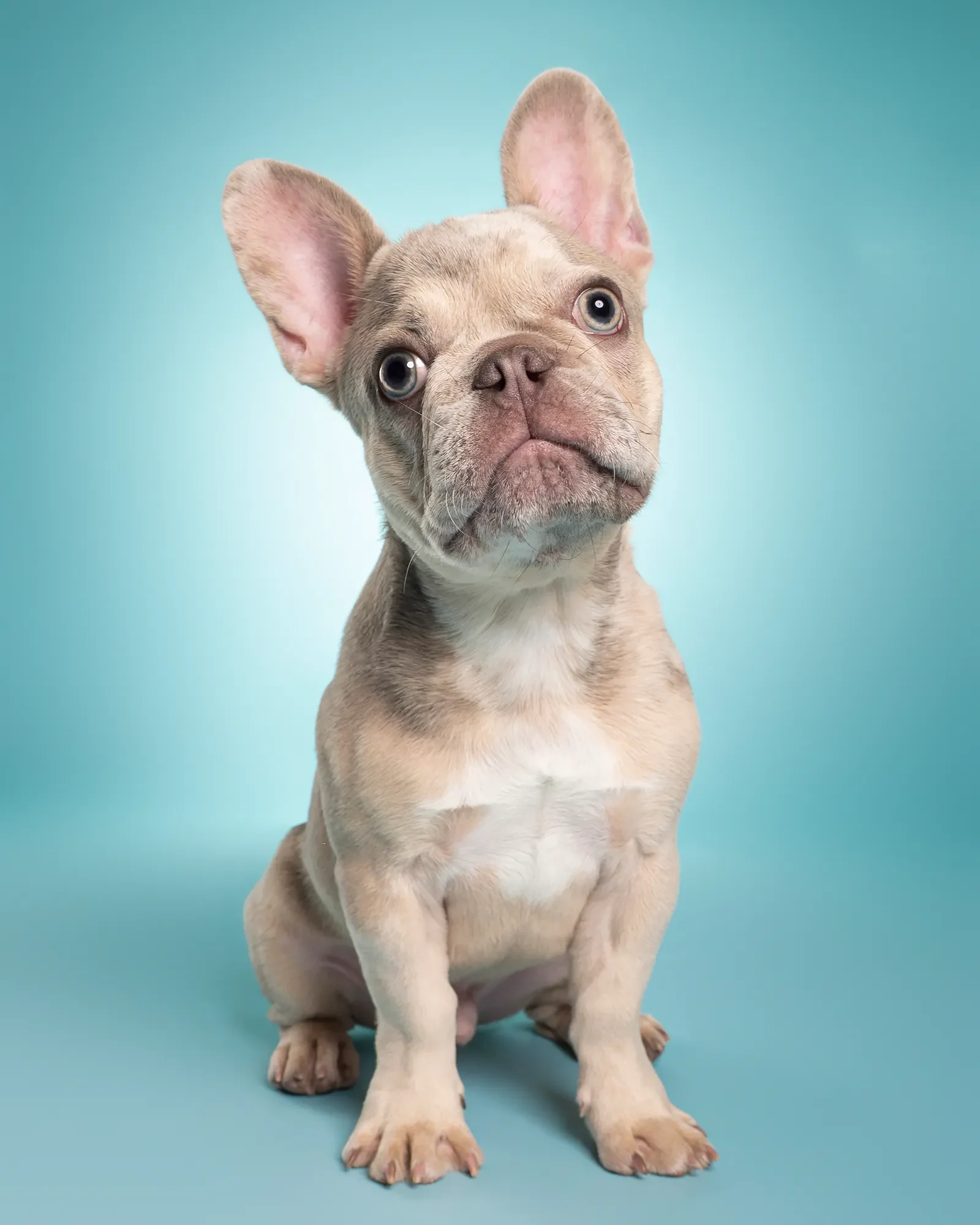 Young-Frenchie-Curious-Face-Studio-Photography.webp