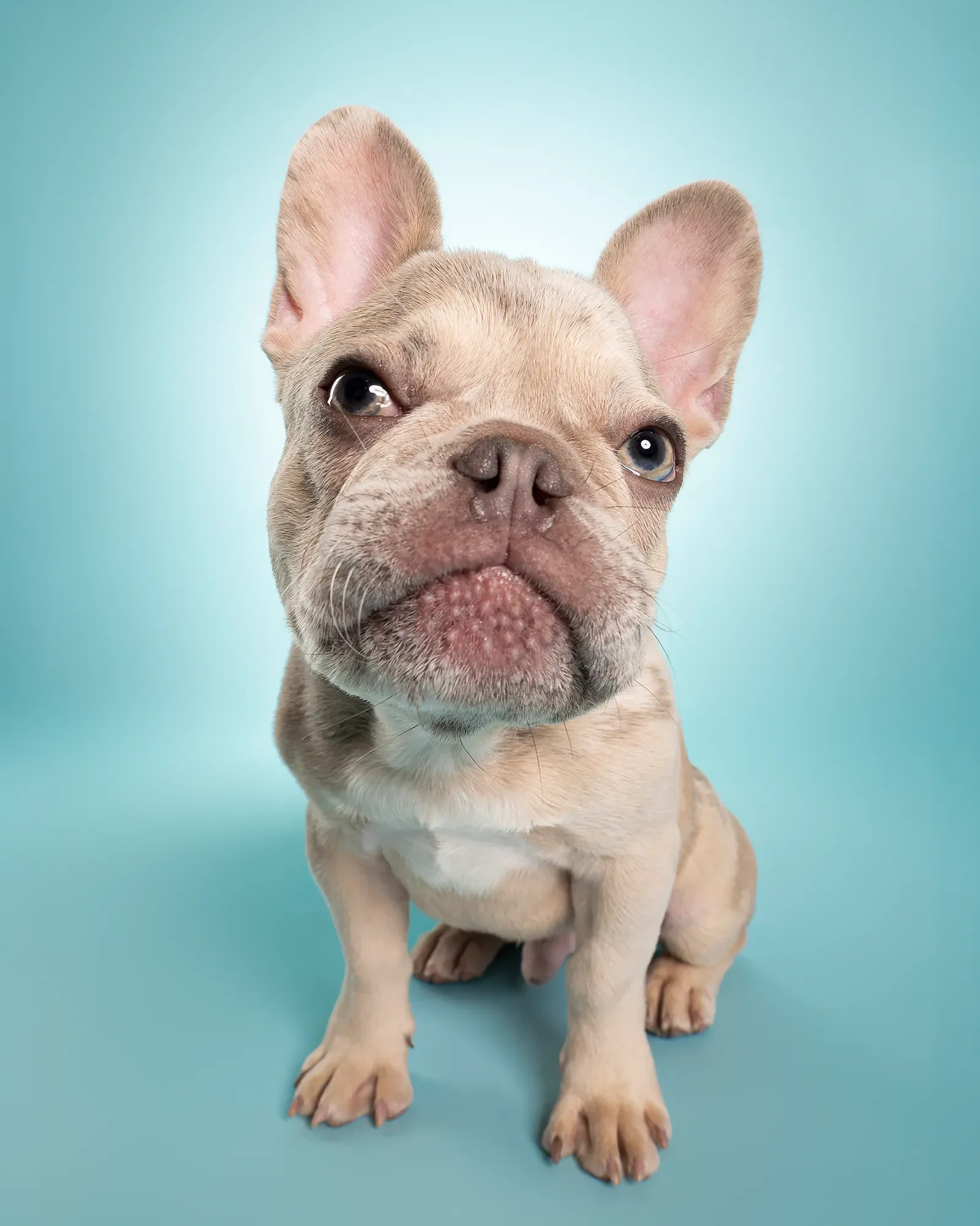 How to Choose a Pet Photographer in Toronto