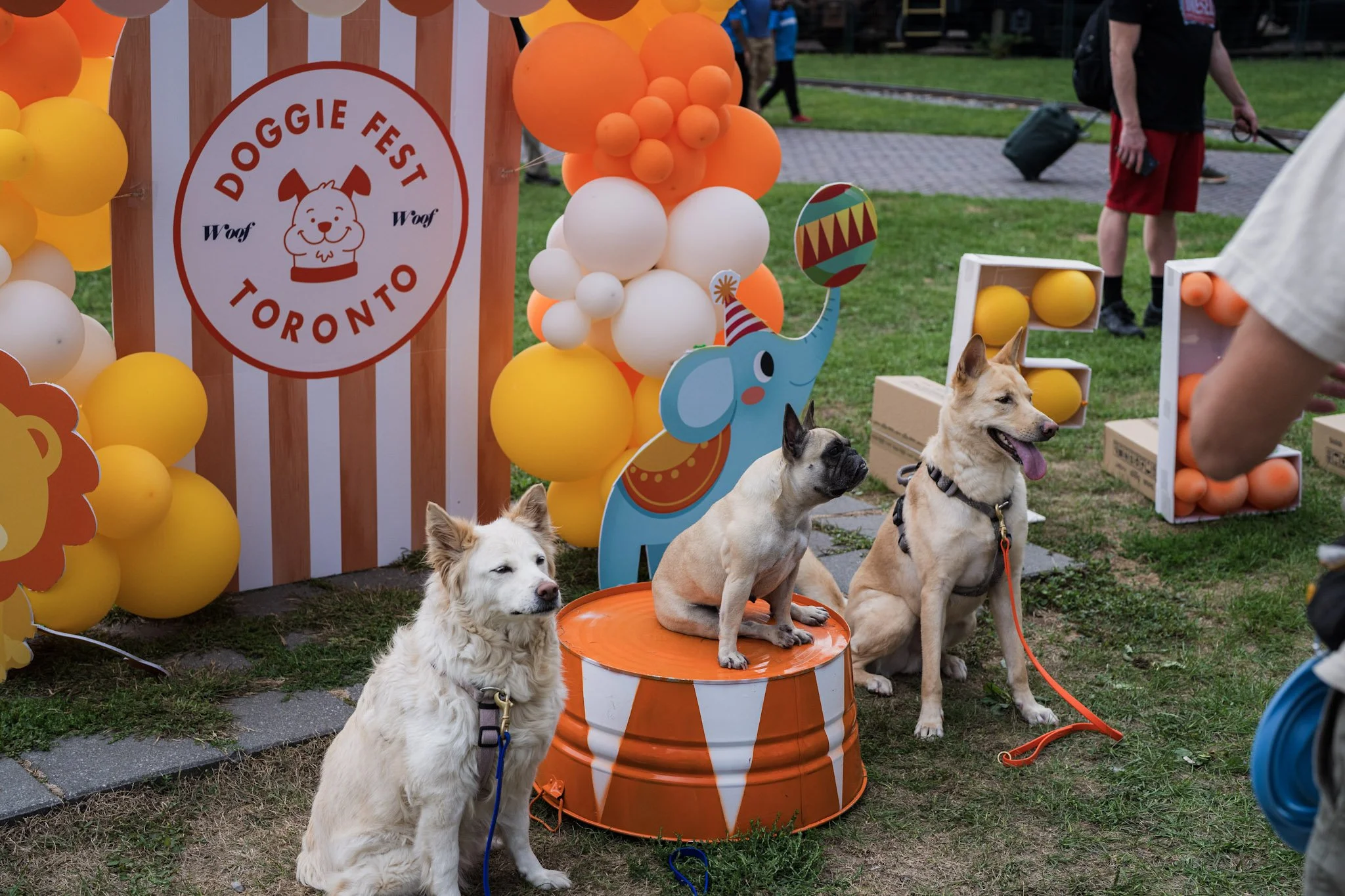 Doggie Fest Toronto 2026: What to Expect at Roundhouse Park