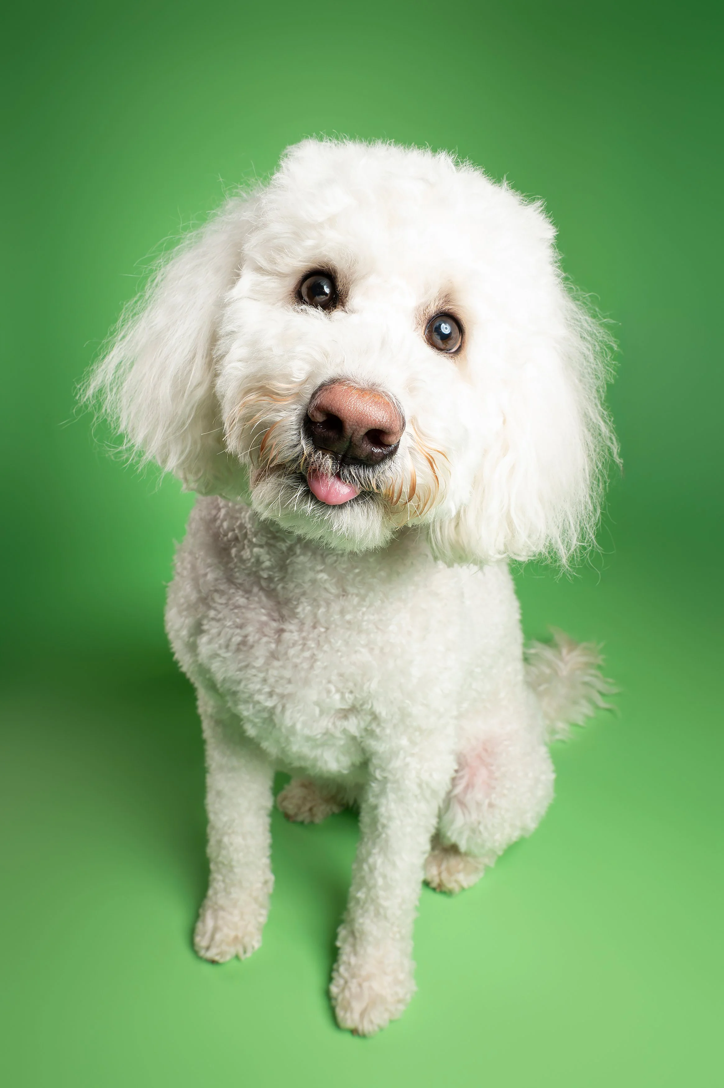 White Doodle Funny Face Studio Photography.jpg