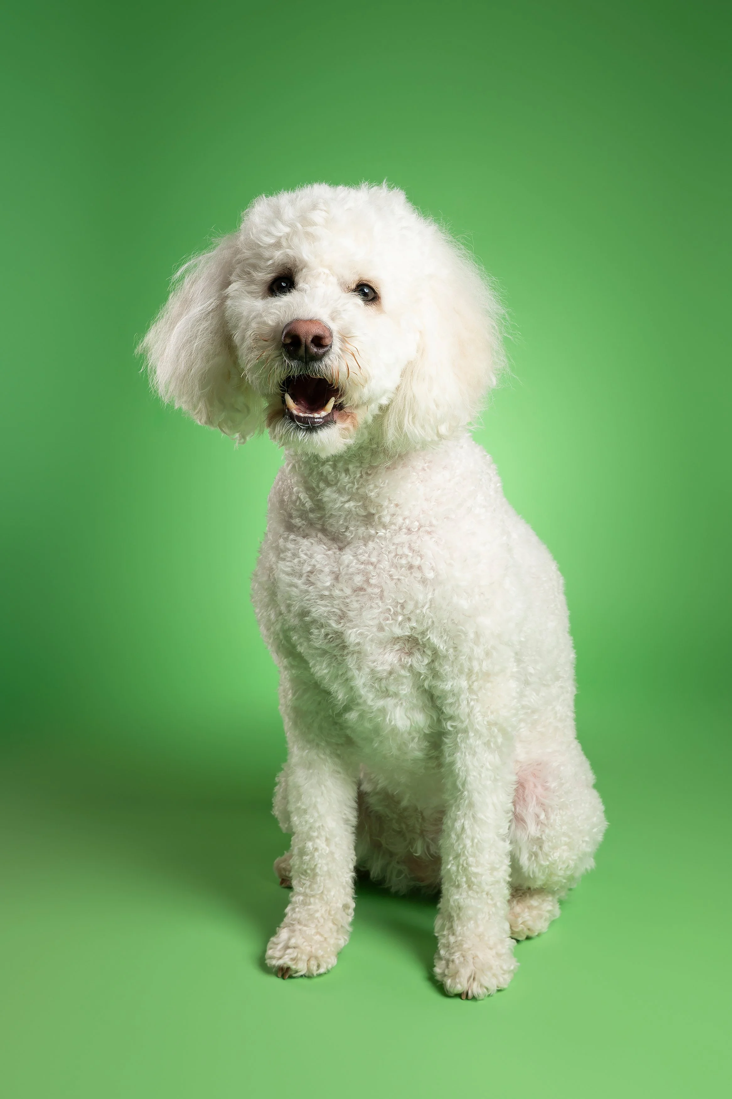 White Doodle on Green Backdrop Studio Photography.jpg