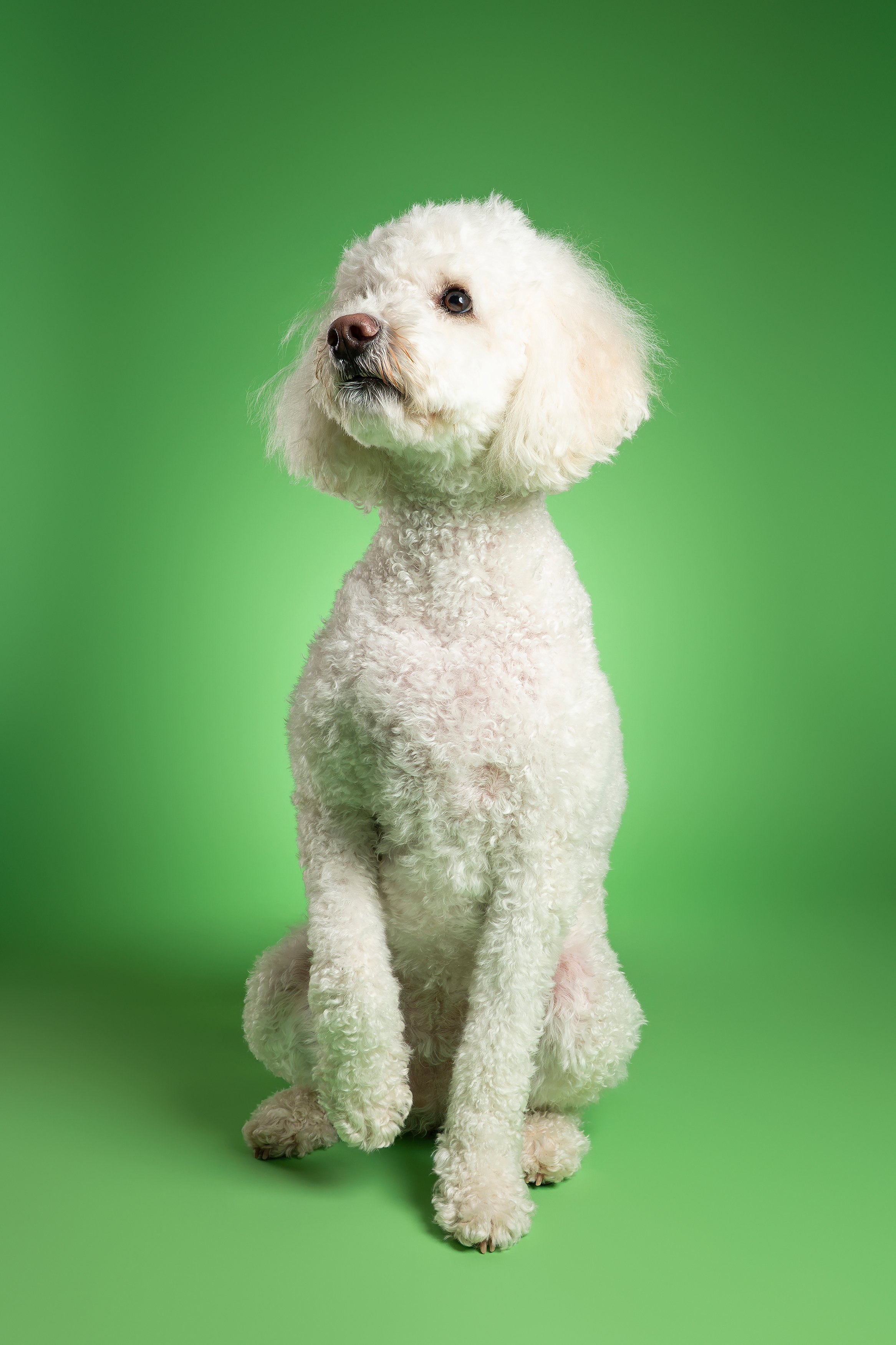 White Doodle Raising Paw Studio Photography.jpg