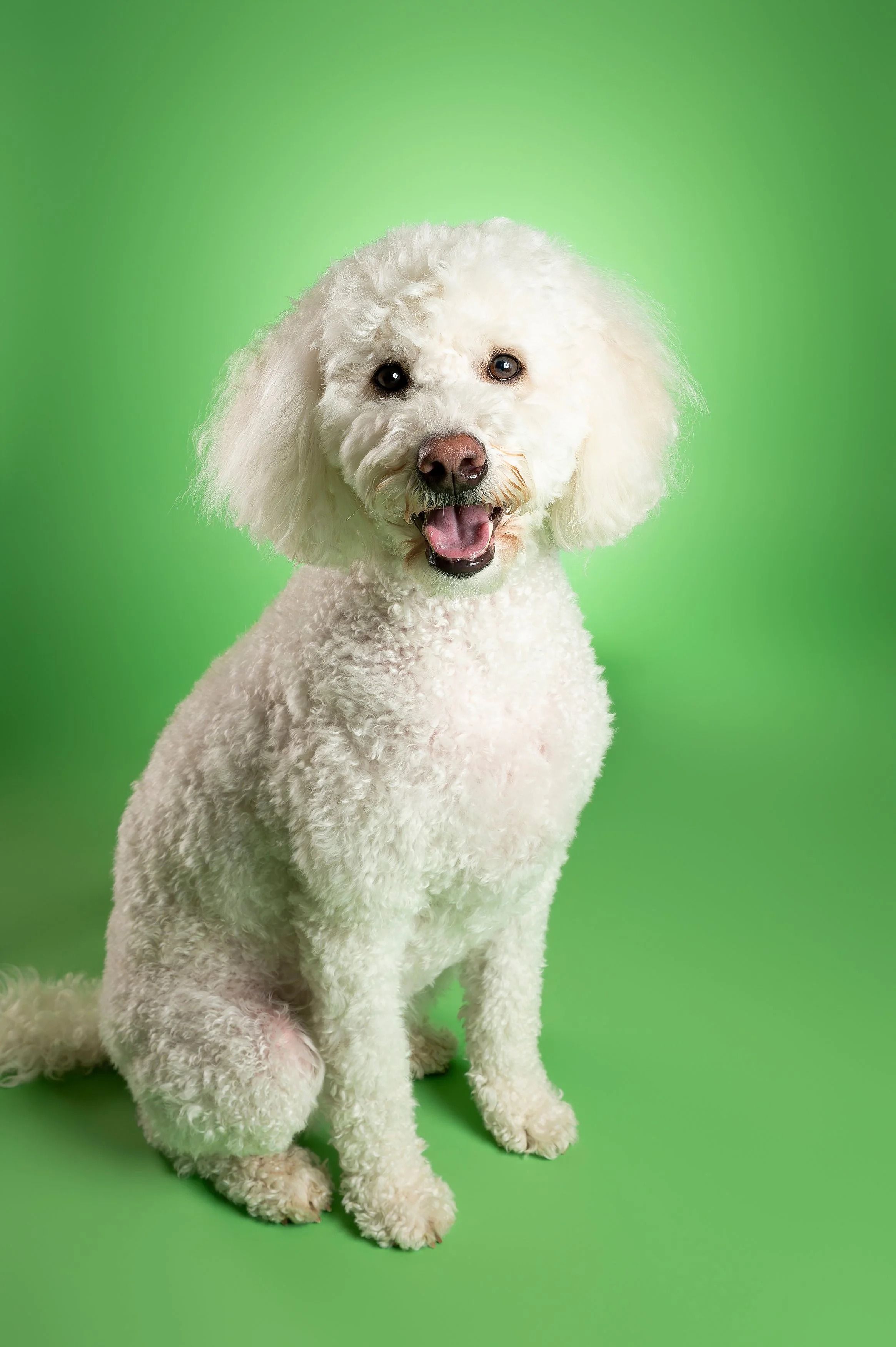 White Doodle Smiling Studio Photography.jpg