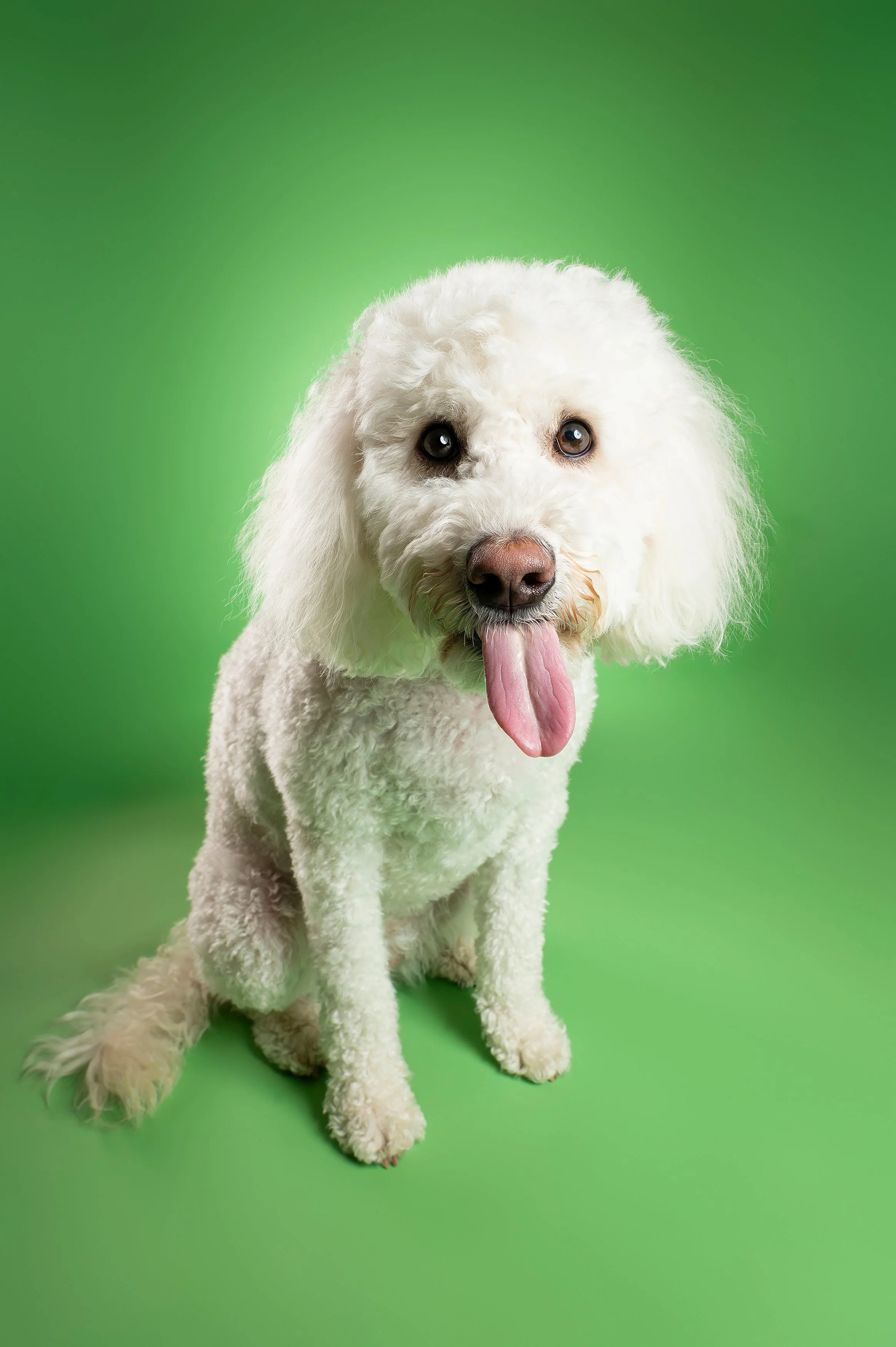 White Doodle Tongue Out Studio Photography.jpg
