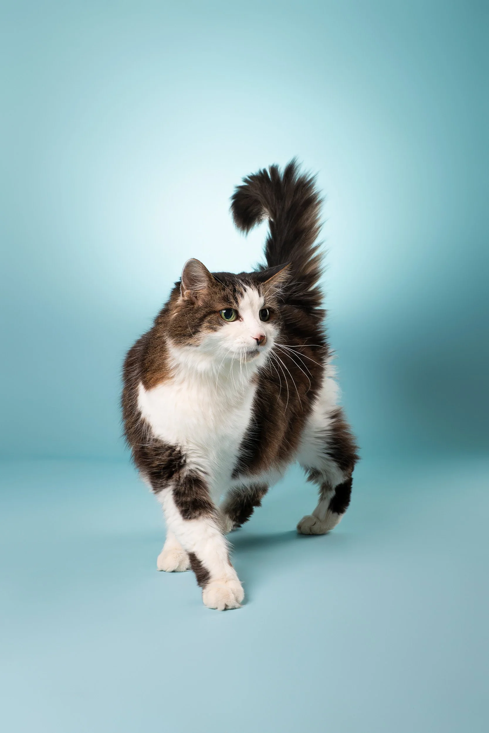 studio-portrait-cat-mid-stride-tail-up-blue-backdrop.jpg