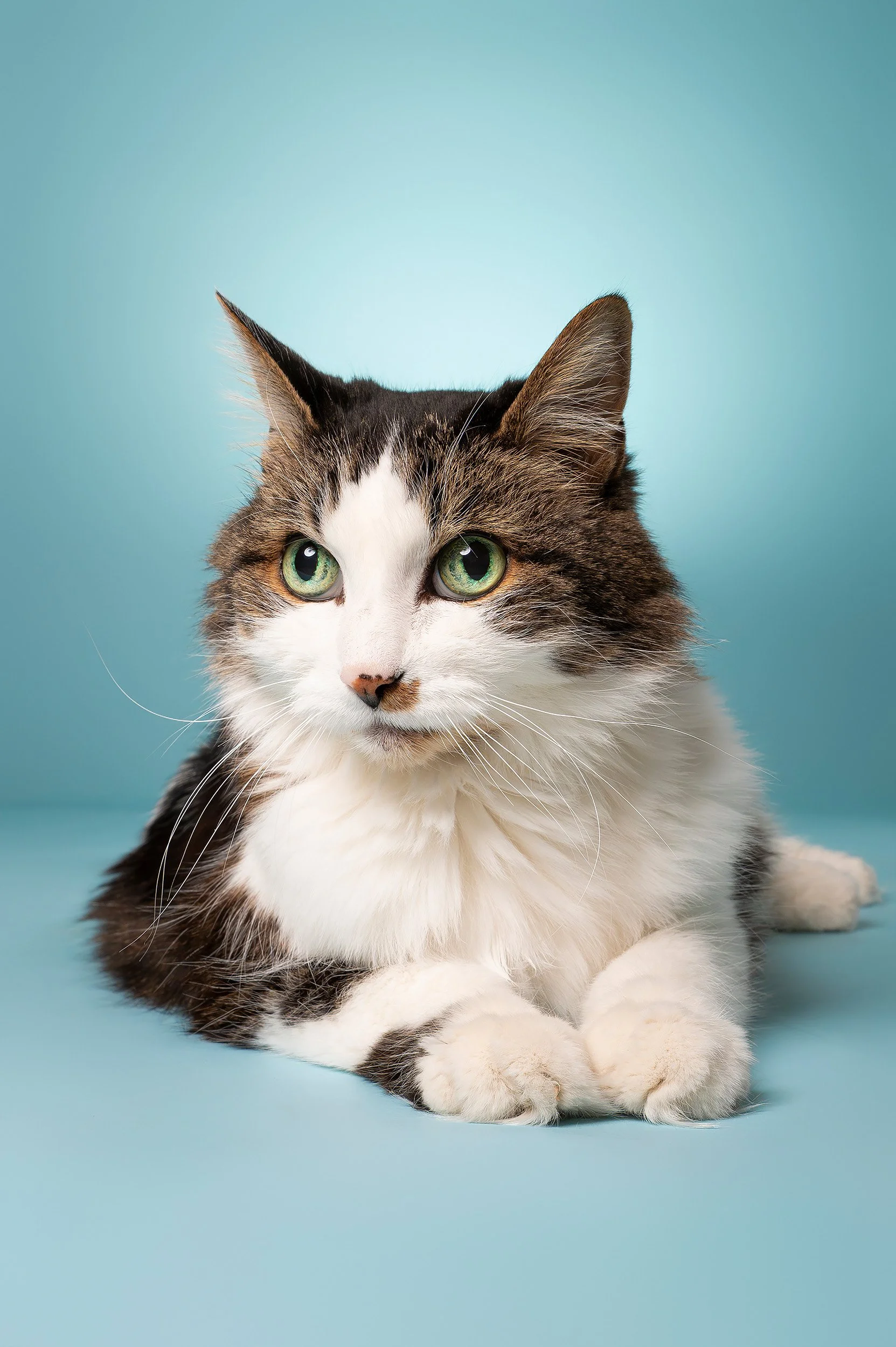 studio-portrait-cat-relaxed-paws-crossed-blue-backdrop.jpg
