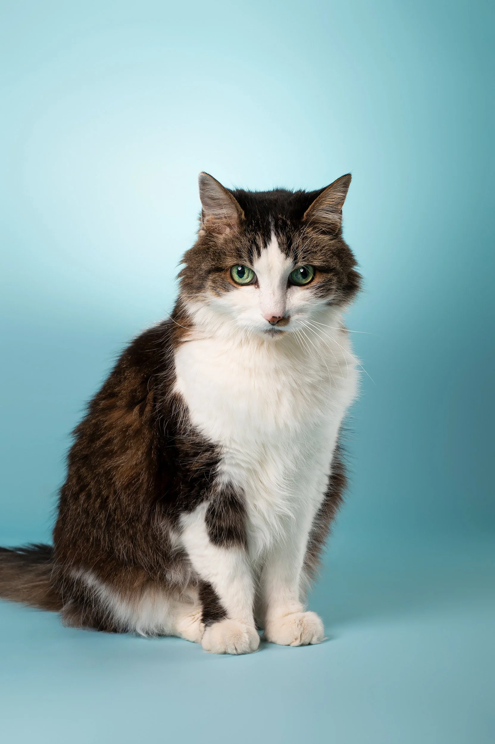 studio-portrait-cat-sitting-tall-camera-blue-backdrop.jpg