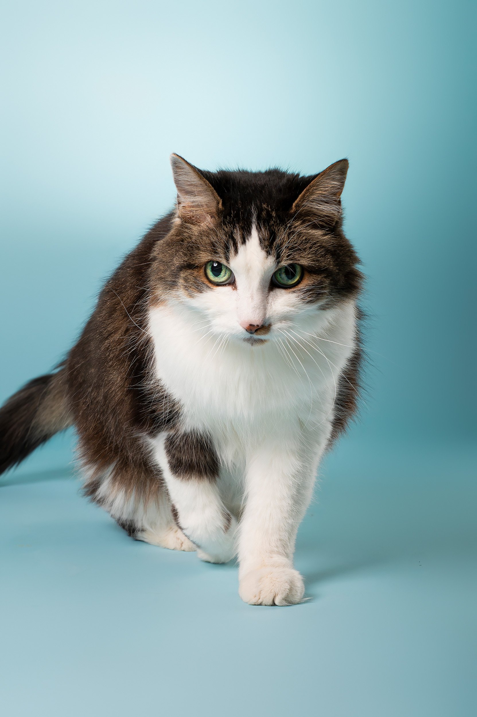 studio-portrait-cat-walking-forward-head-low-blue-backdrop.jpg