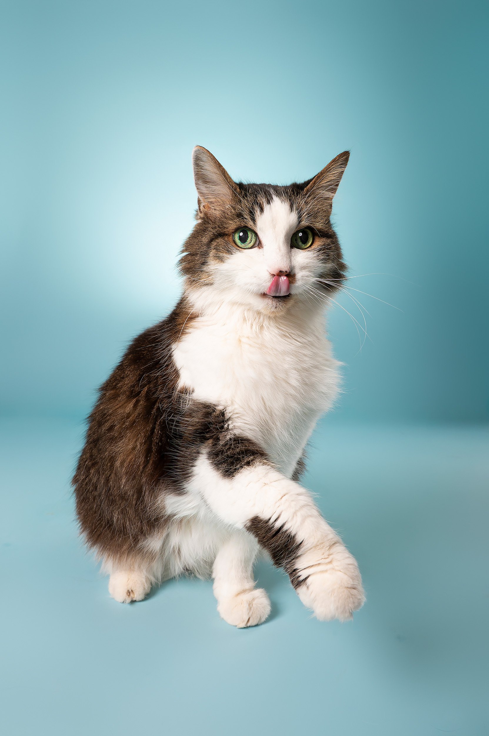 studio-portrait-cat-mid-lick-blue-backdrop.jpg