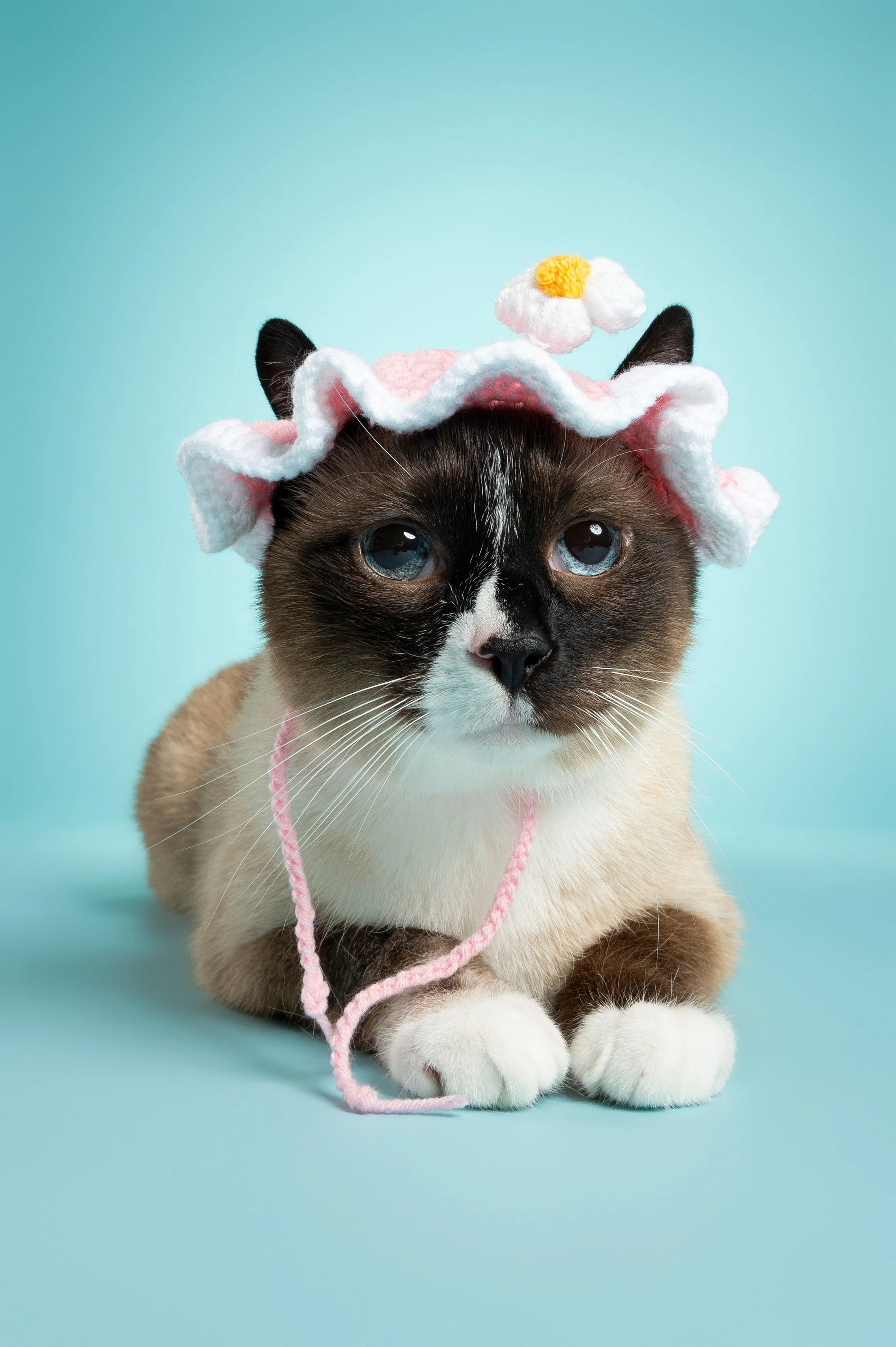 studio-portrait-seal-point-cat-pink-flower-bonnet-blue-backdrop.jpg