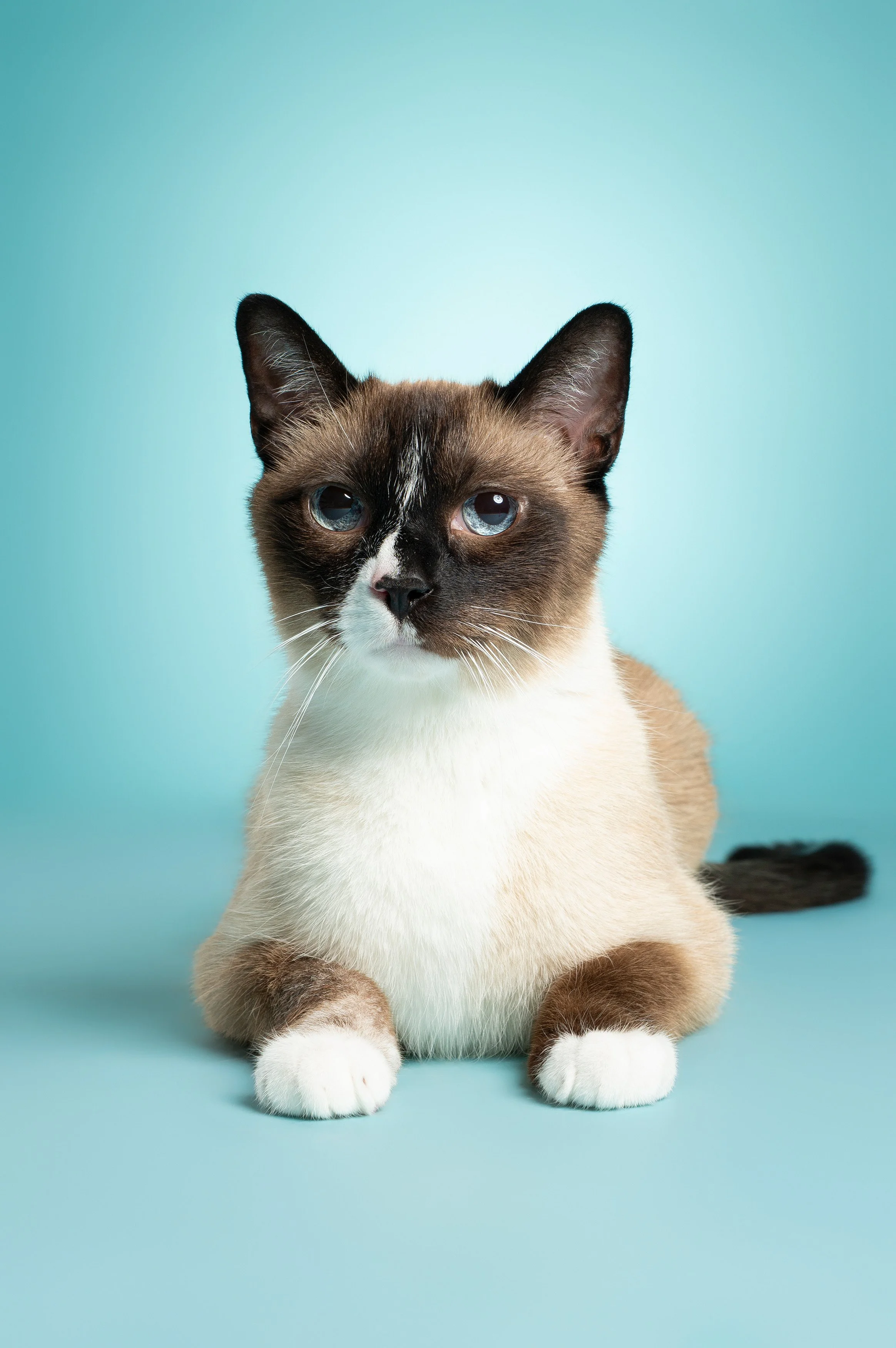 studio-portrait-seal-point-cat-lying-tail-curled-blue-backdrop.jpg