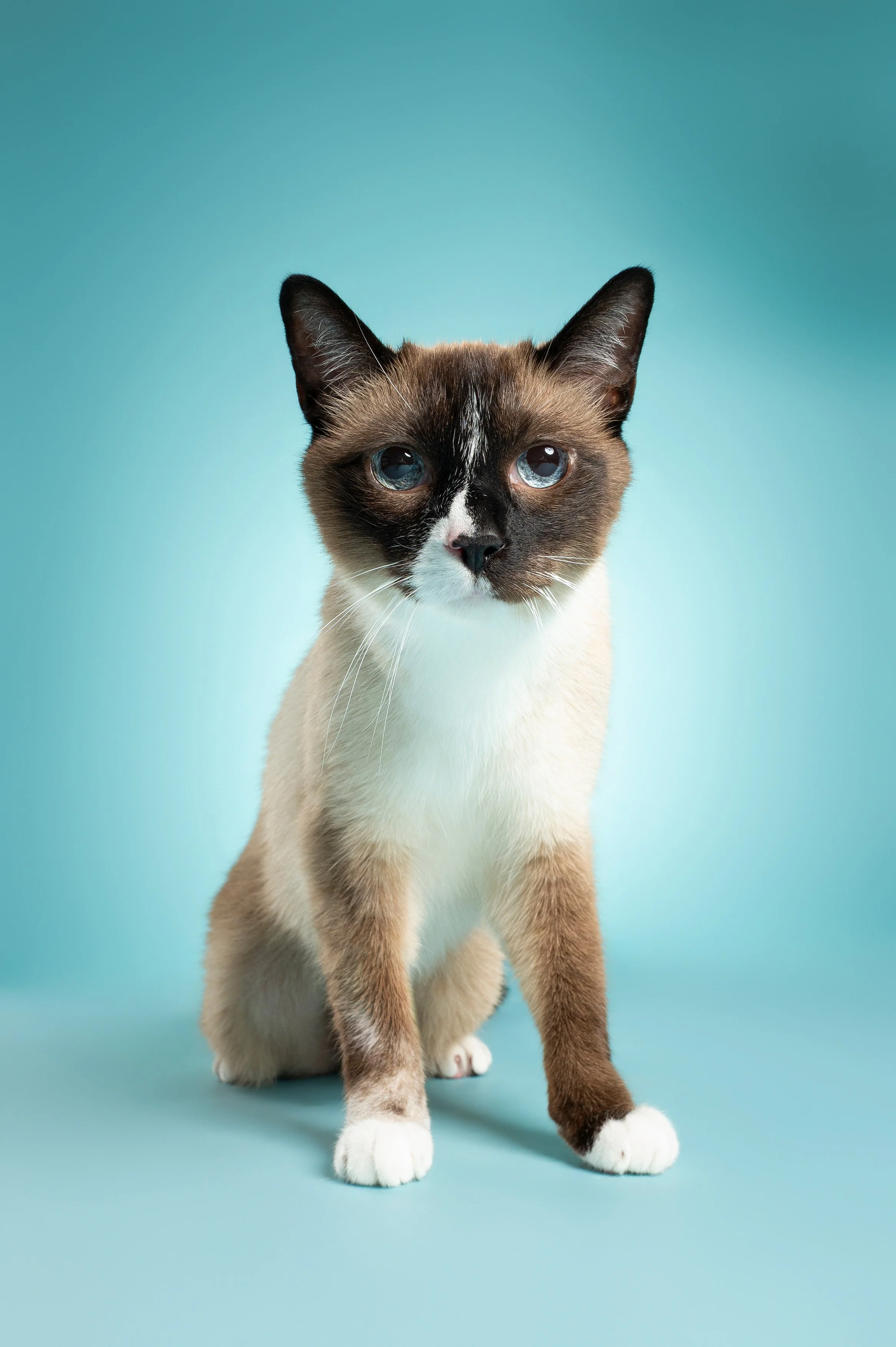 studio-portrait-seal-point-cat-standing-alert-blue-backdrop.jpg
