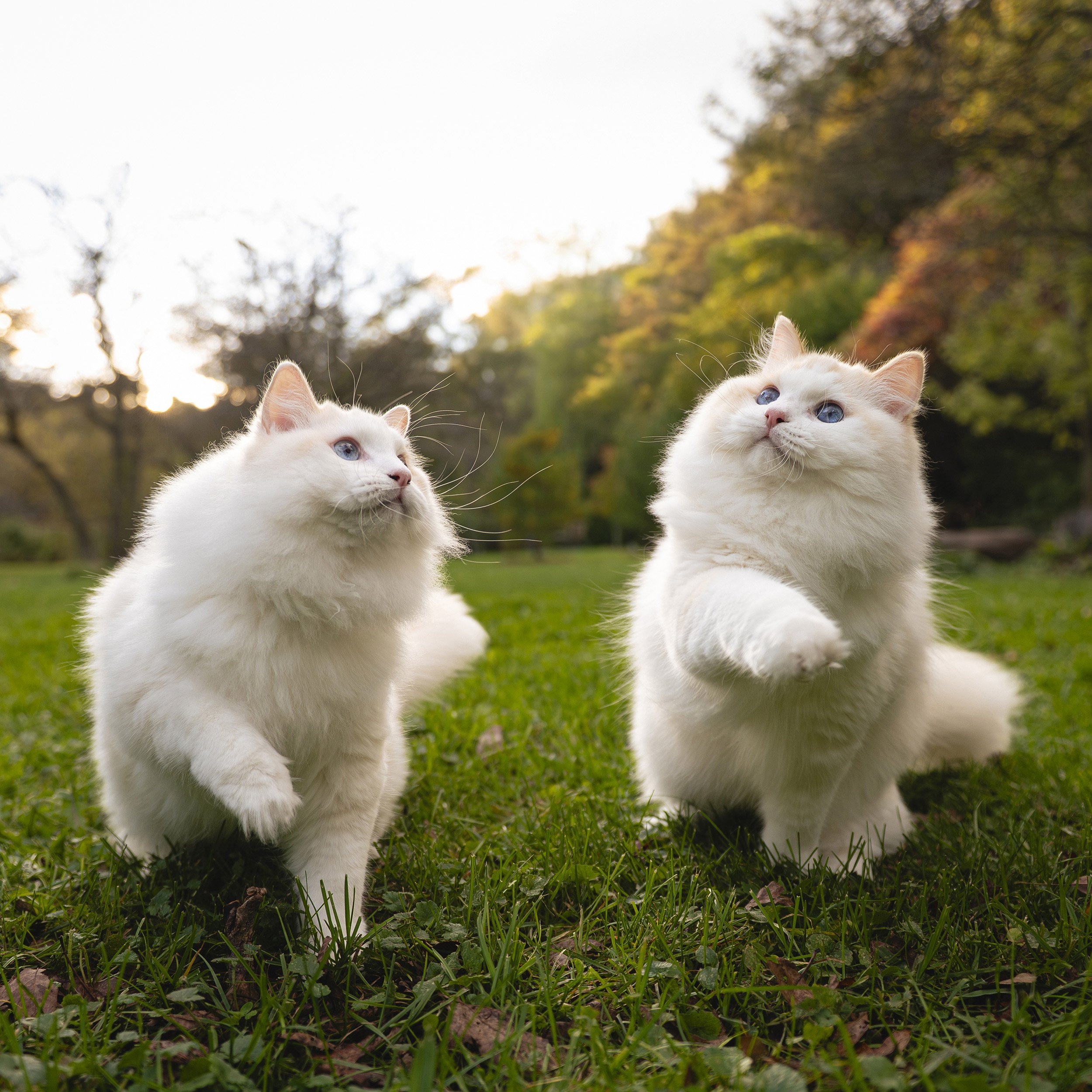 fluffy-white-cats-playing-grass-etienne-brule-park-toronto.jpg