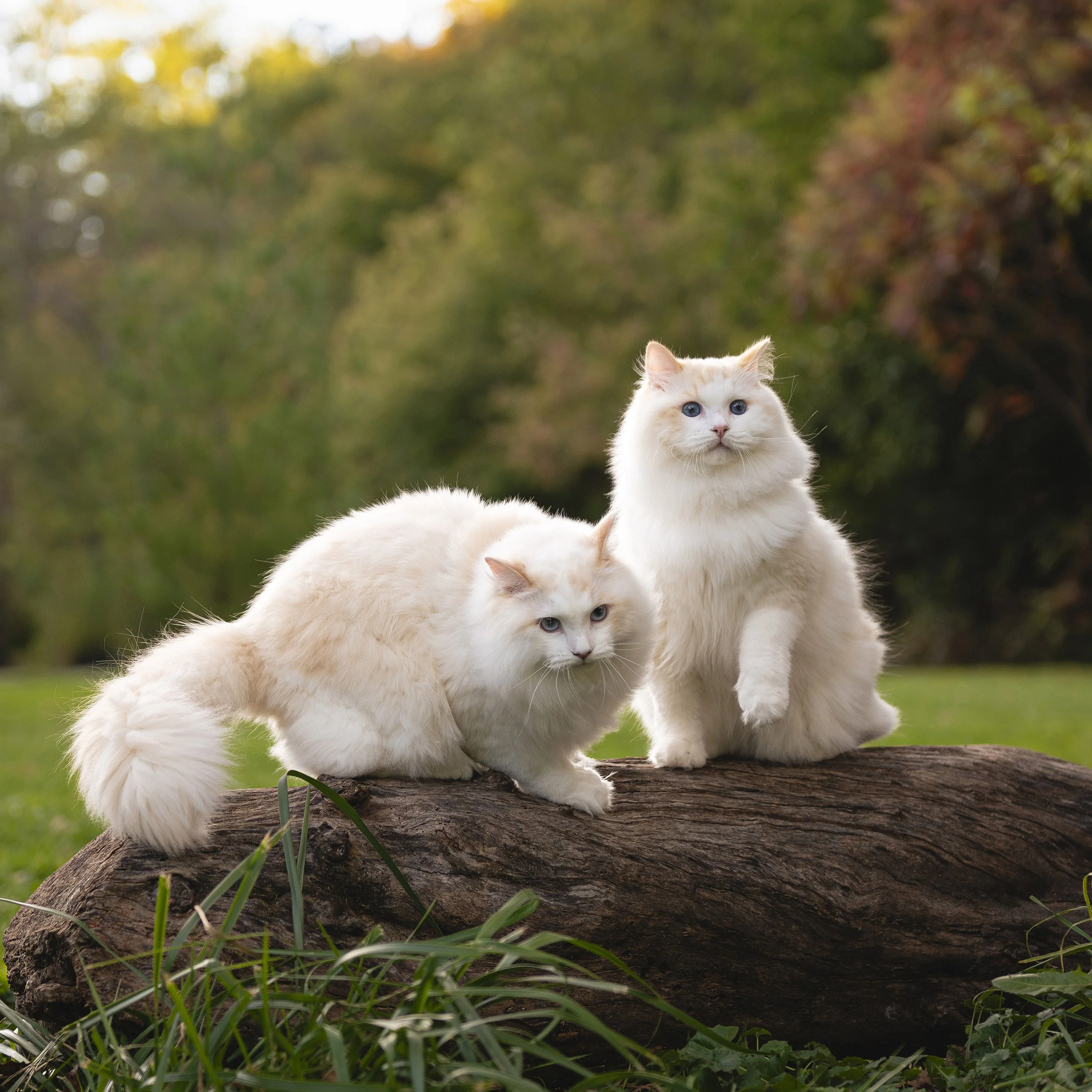blue-eyed-cats-fallen-log-fall-cat-photoshoot-toronto.jpg