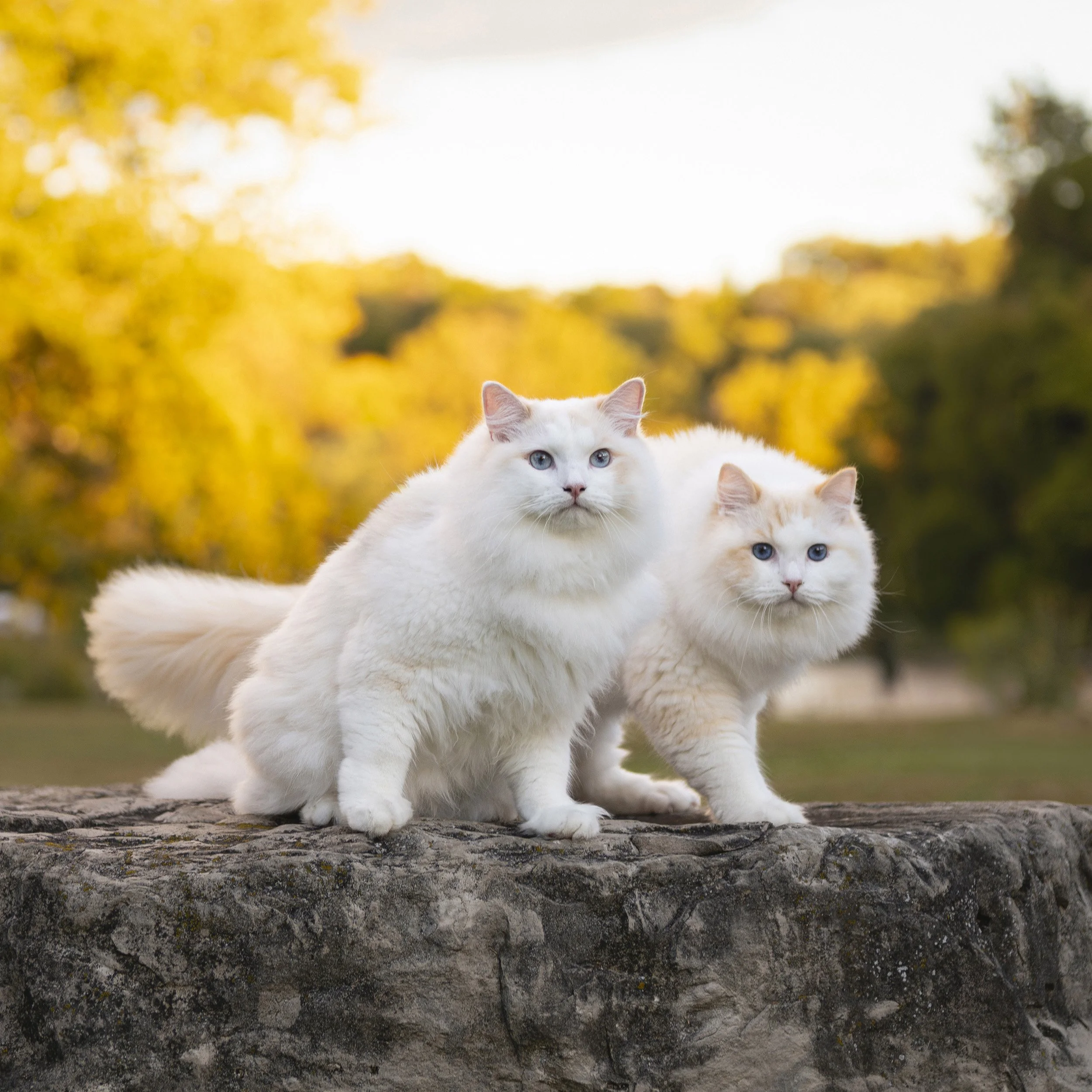 white-cats-stone-boulder-fall-leaves-toronto-cat-photographer.jpg
