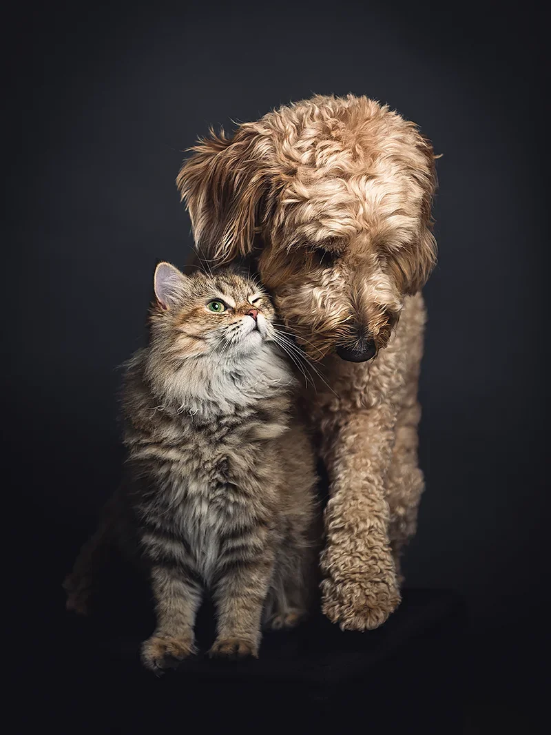 A fluffy tabby cat and a curly-haired light brown dog sitting close together against a dark background, showing affection.