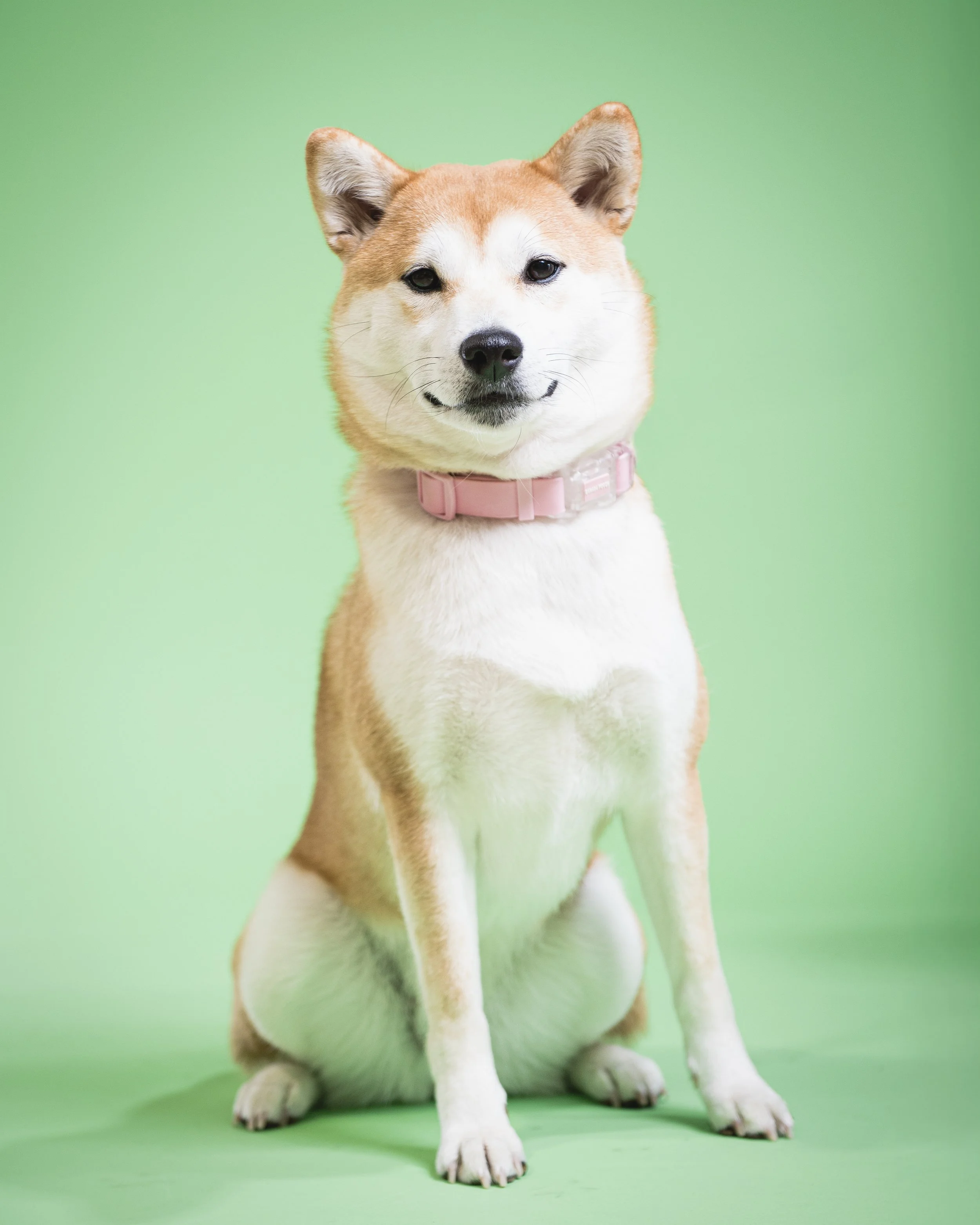zoey-snaps-studio-portrait-shiba-inu-sitting.jpg