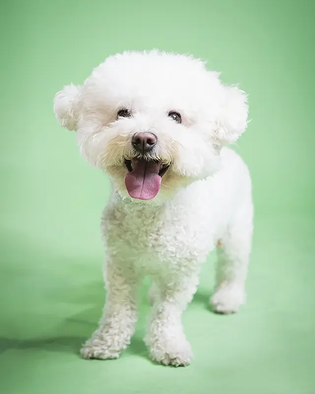 zoey-snaps-studio-portrait-happy-bichon-frise.webp