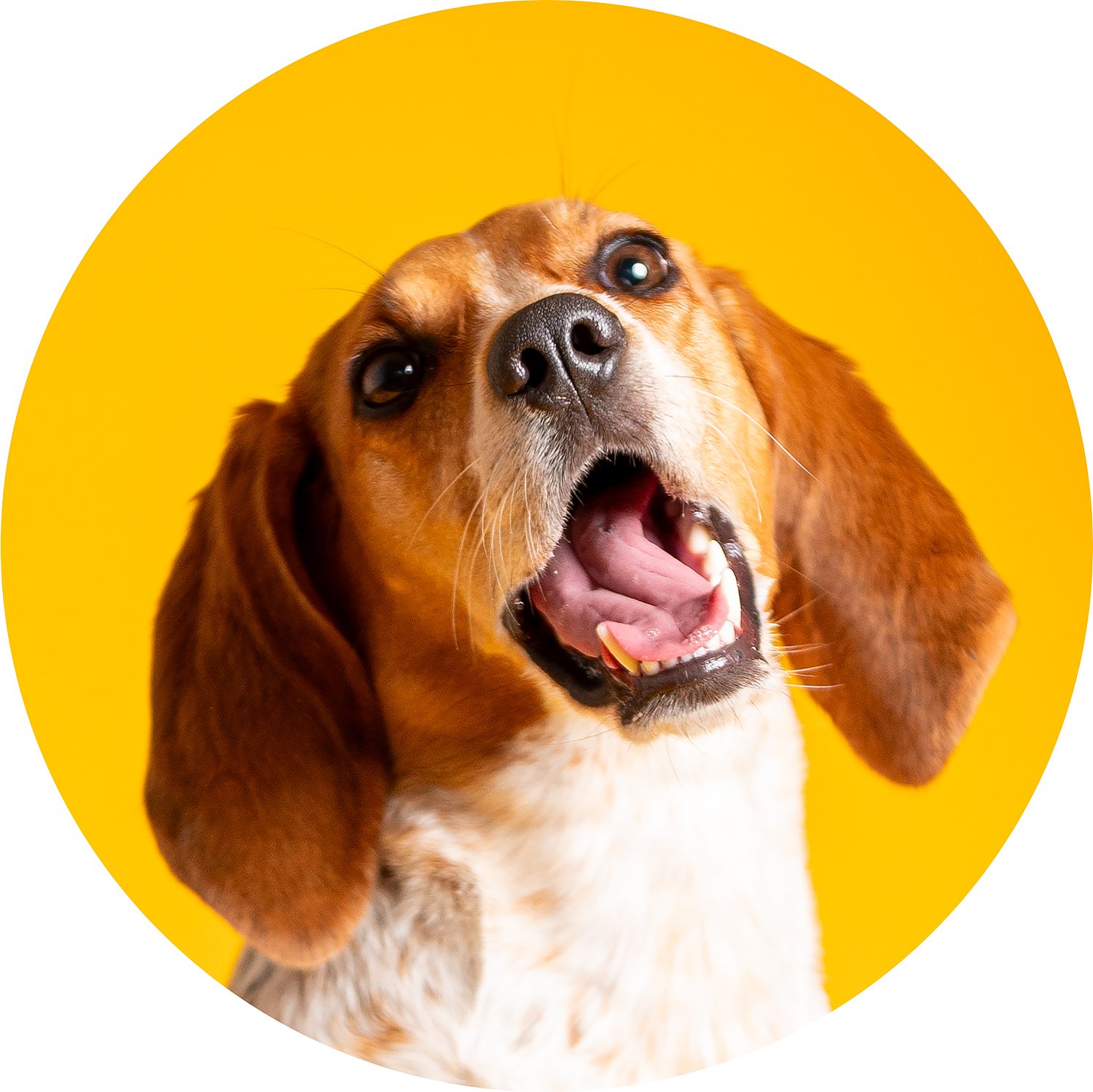 Close-up of a brown and white dog with floppy ears, open mouth, and tongue out, against a yellow background.