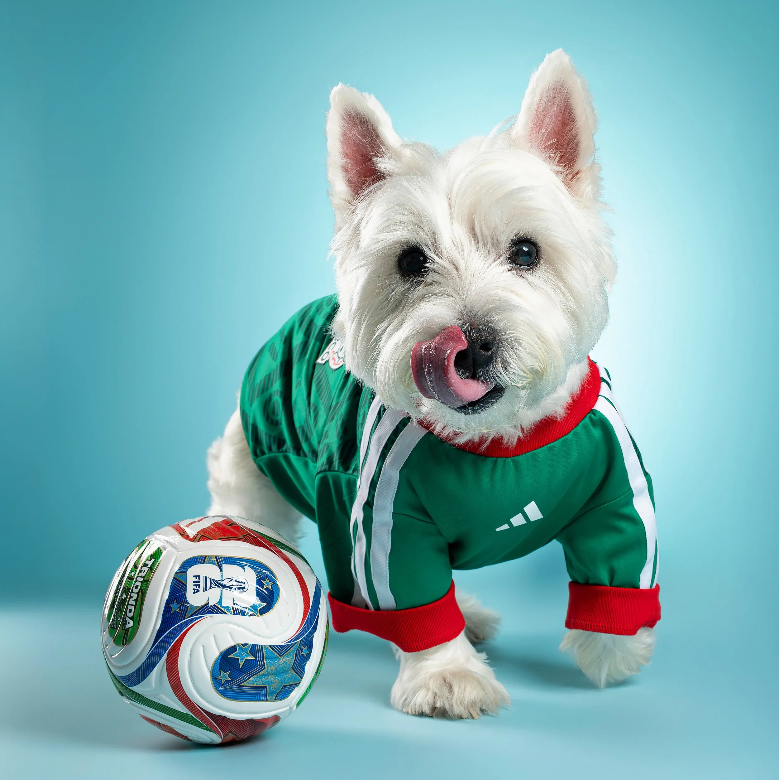 White havanese dog wearing Mexico jersey and playing with soccer ball, white, and black fur against a yellow background.