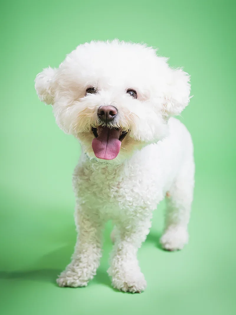 White fluffy dog with curly fur smiling with its tongue out against a green background.