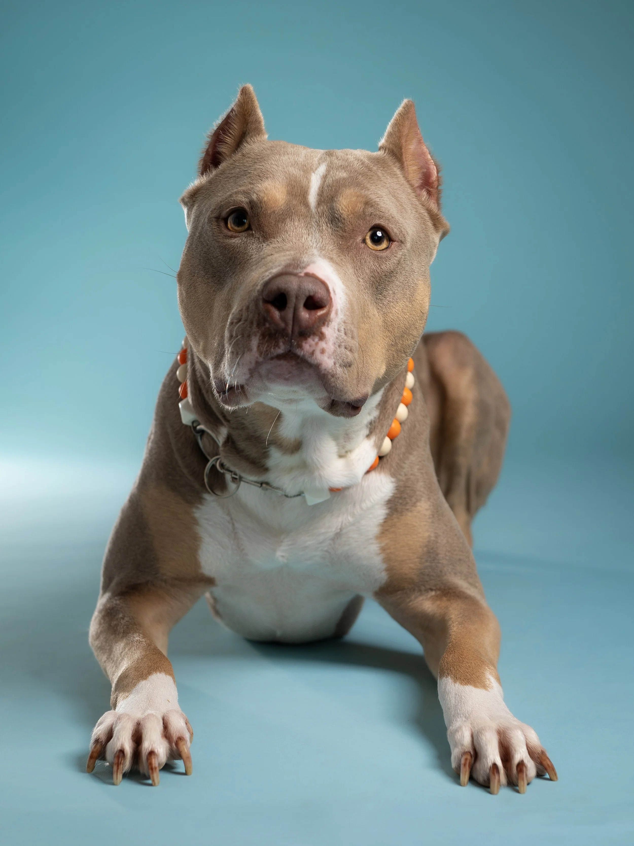 zoey-snaps-studio-portrait-american-bully-laying-down.jpg