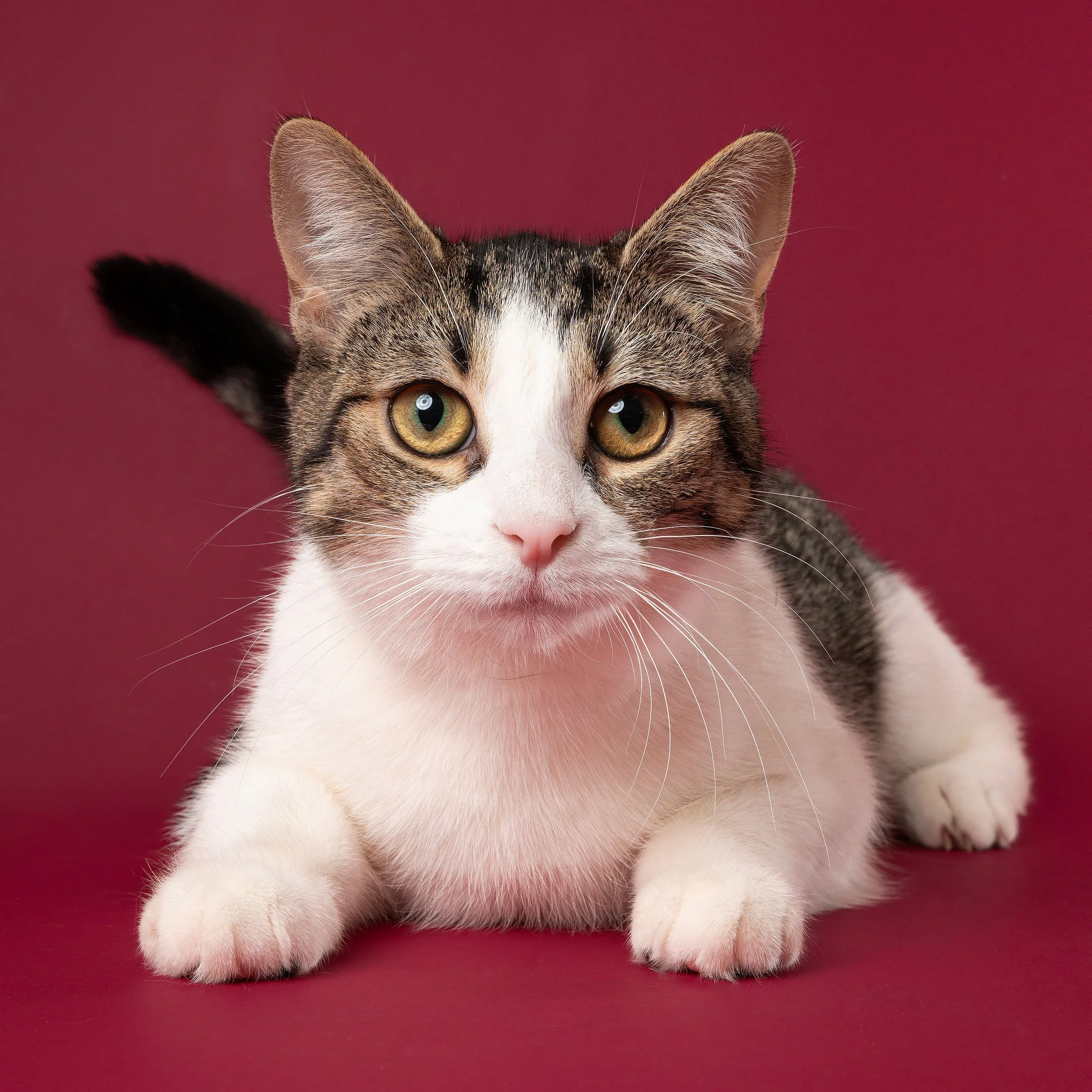 Close-up studio portrait of a relaxed rescue cat