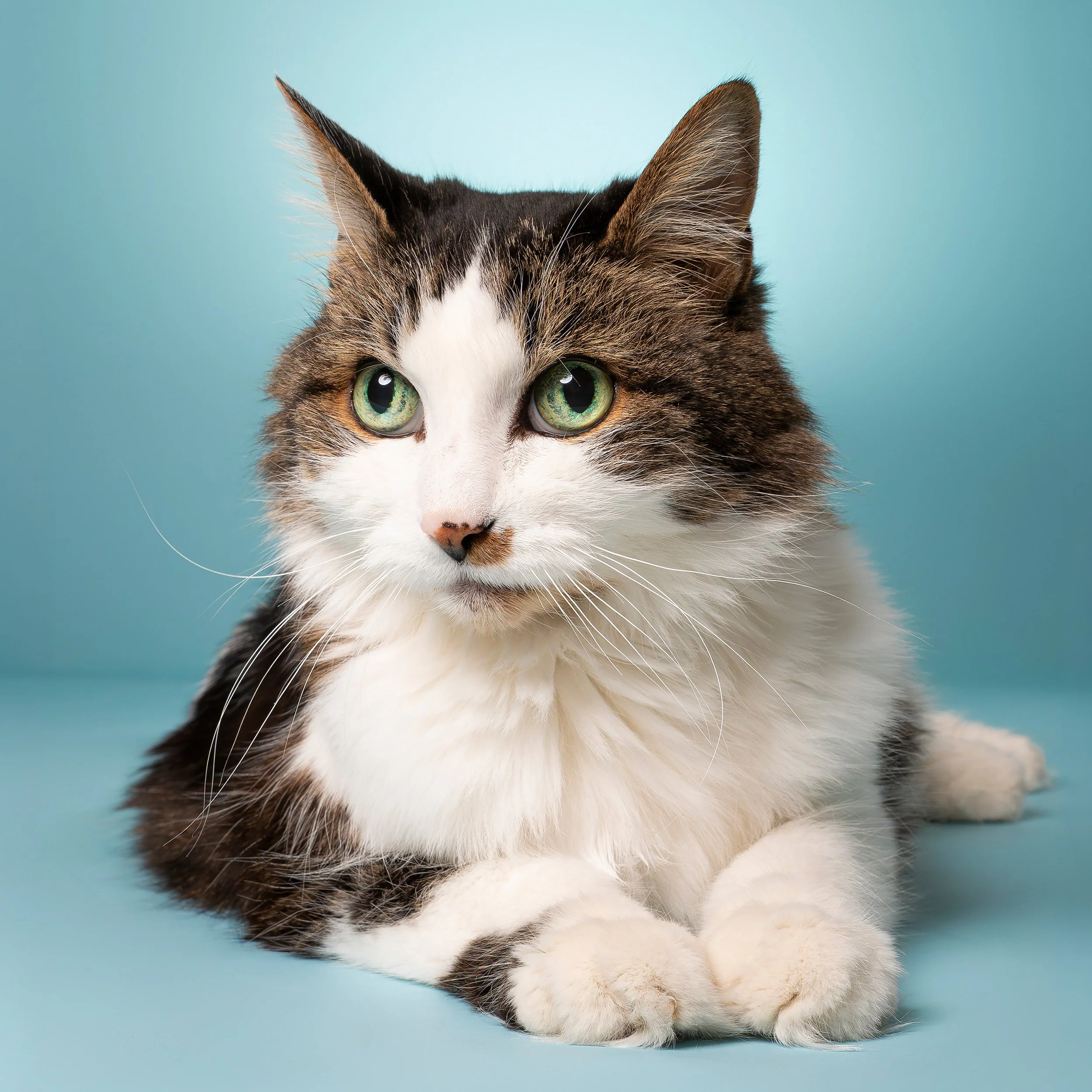 A close-up portrait of a comfortable senior cat, against a plain blue background.