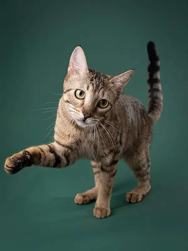 zoey-snaps-studio-portrait-cat-playing.webp