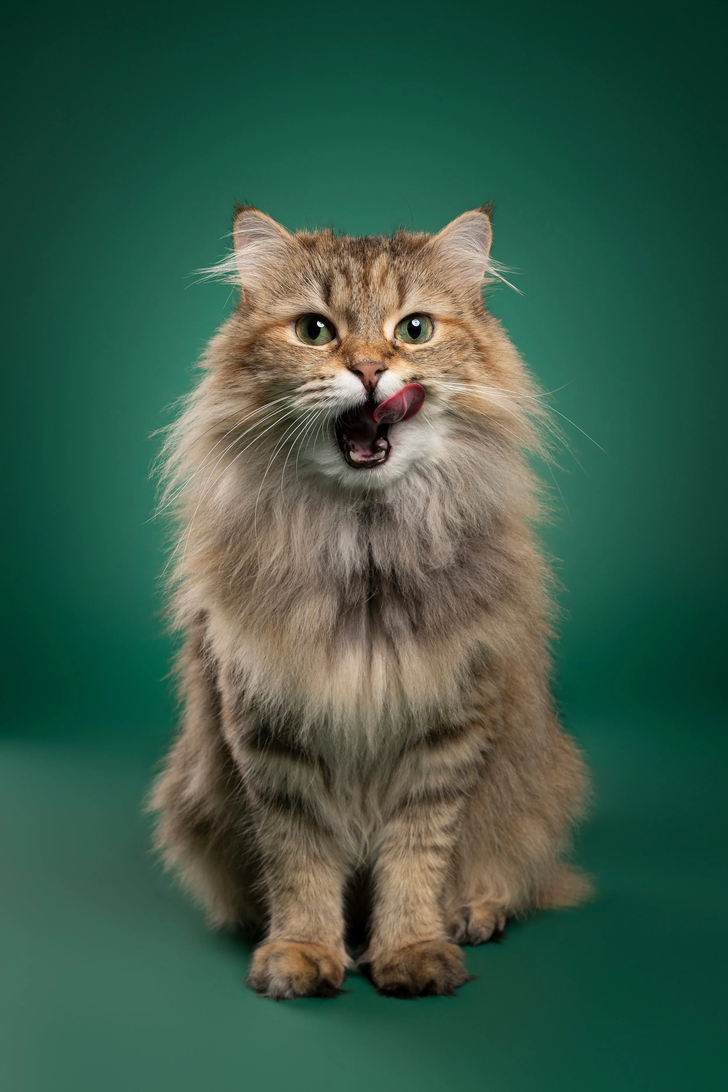 A fluffy brown tabby cat sitting on green background with pink tongue sticking out and licking nose.