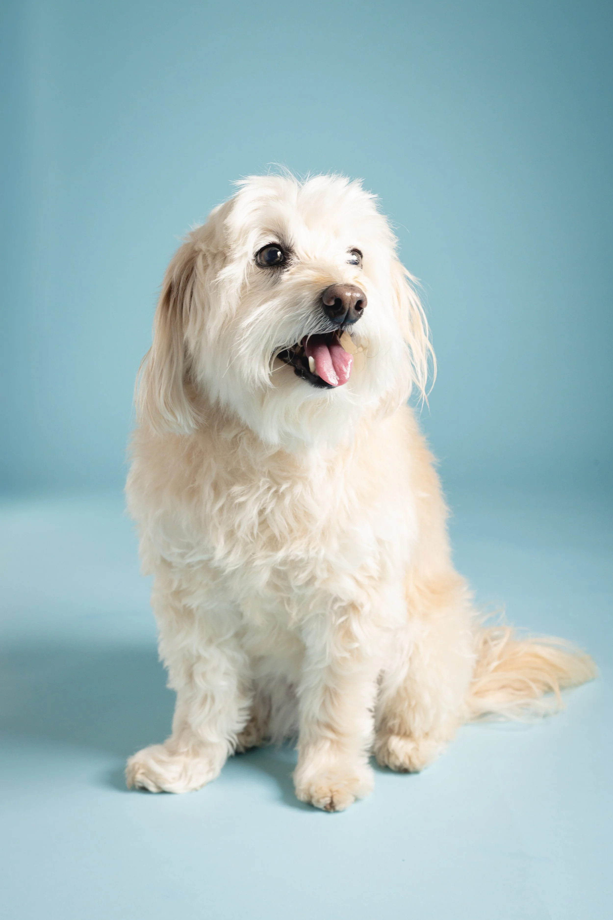 zoey-snaps-studio-portrait-golden-doodle.jpg