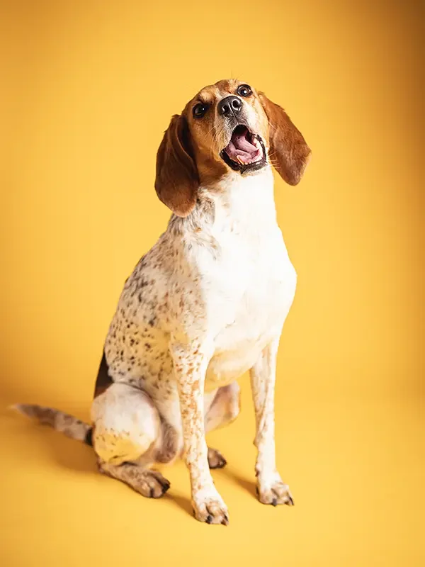 zoey-snaps-studio-portrait-beagle-smiling.webp