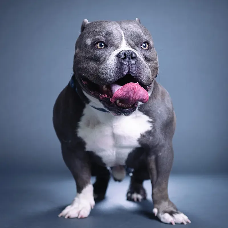 A happy, muscular gray and white American Bully with blue eyes, its tongue hanging out, sitting on a dark surface against a gray background.