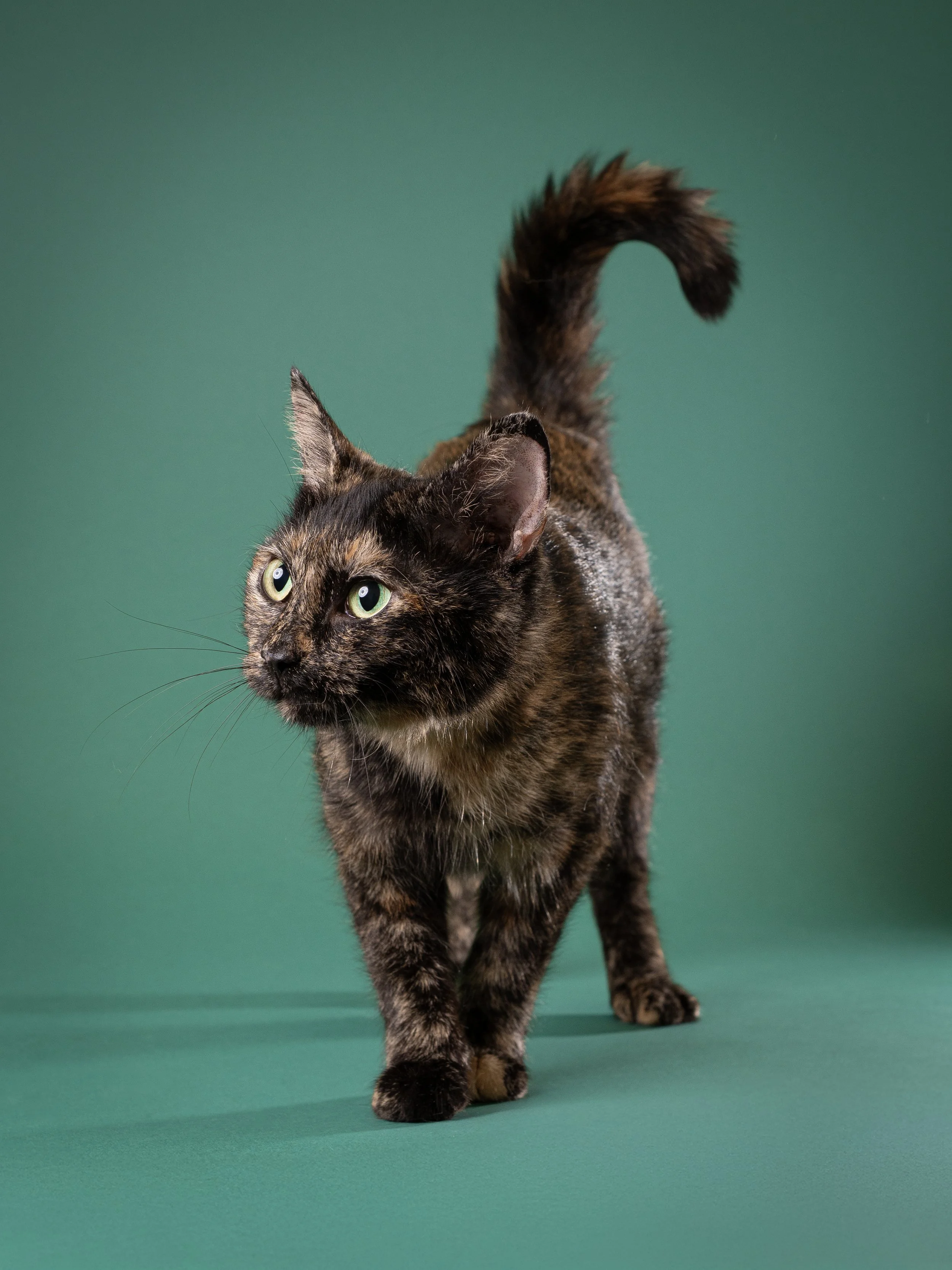 zoey-snaps-studio-portrait-cat-walking.jpg