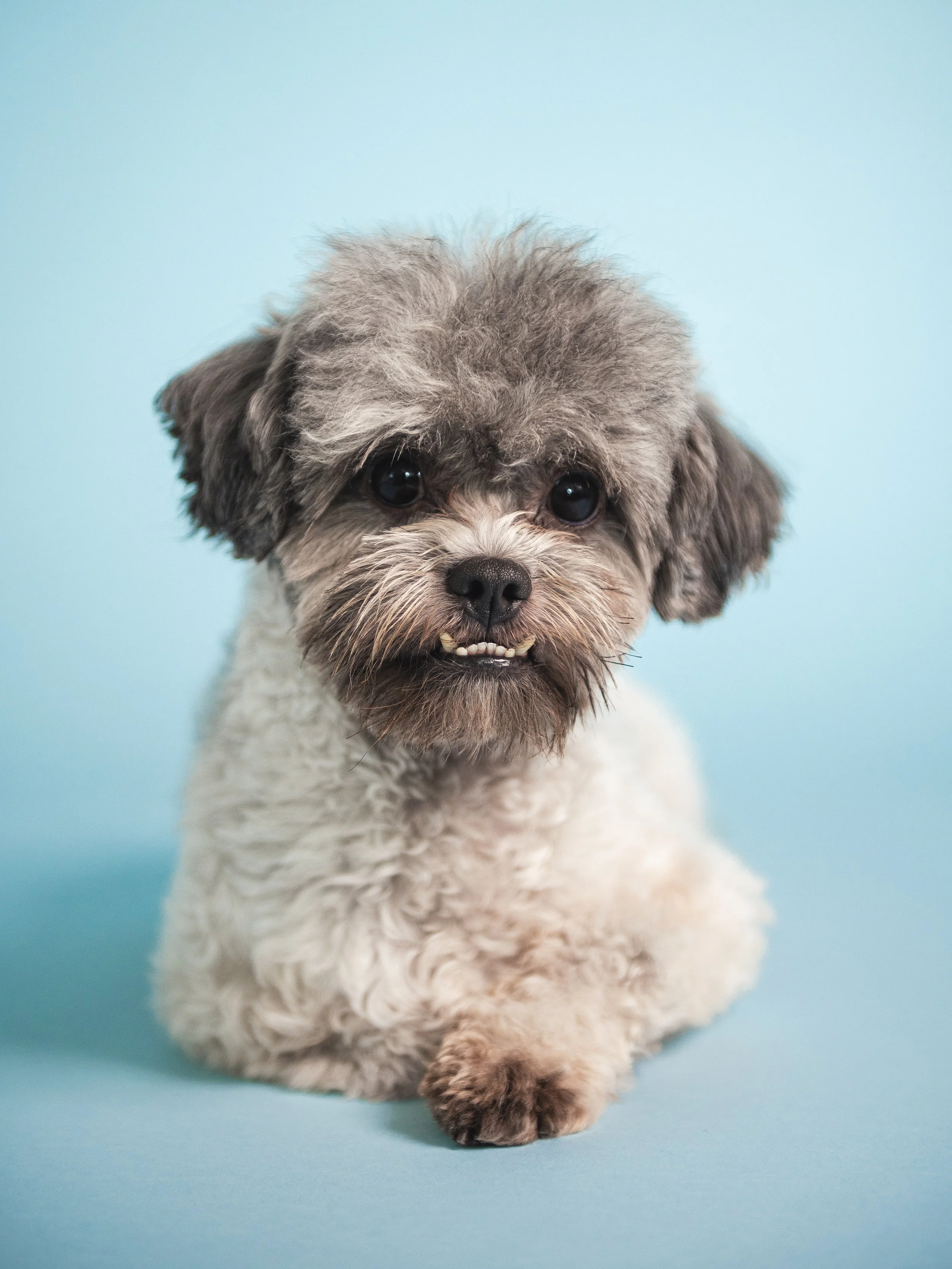 A cute small dog with curly fur, gray and white, lying on a light blue surface against a matching blue background.