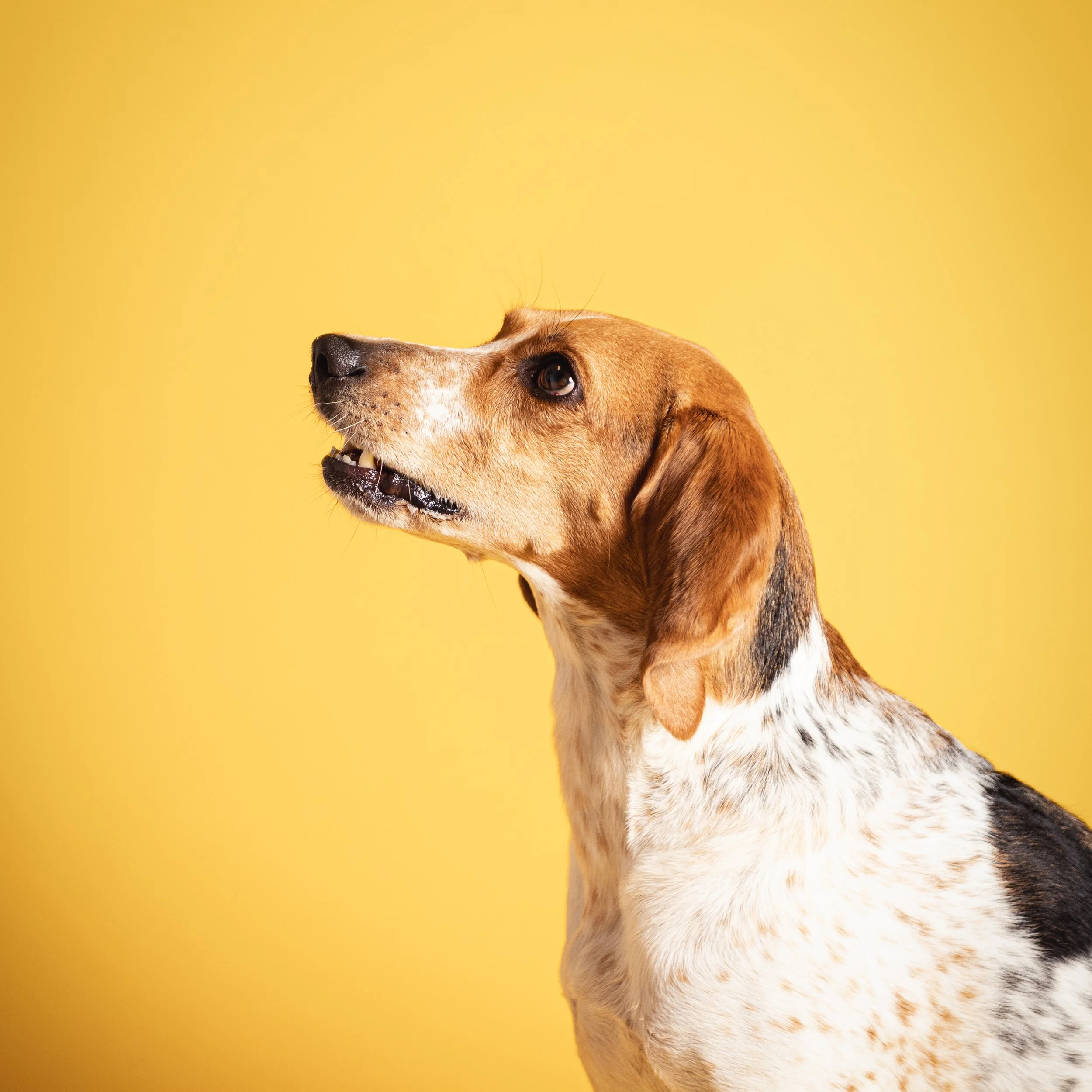 Profile of a dog with brown, white, and black fur against a yellow background.