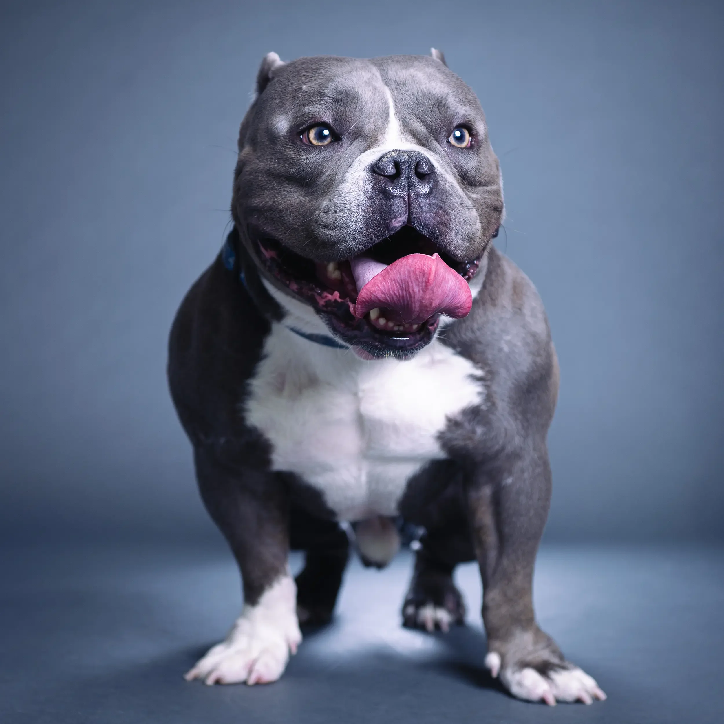 A close-up portrait of a happy, muscular gray and white american bully dog with its tongue out, against a plain gray background.