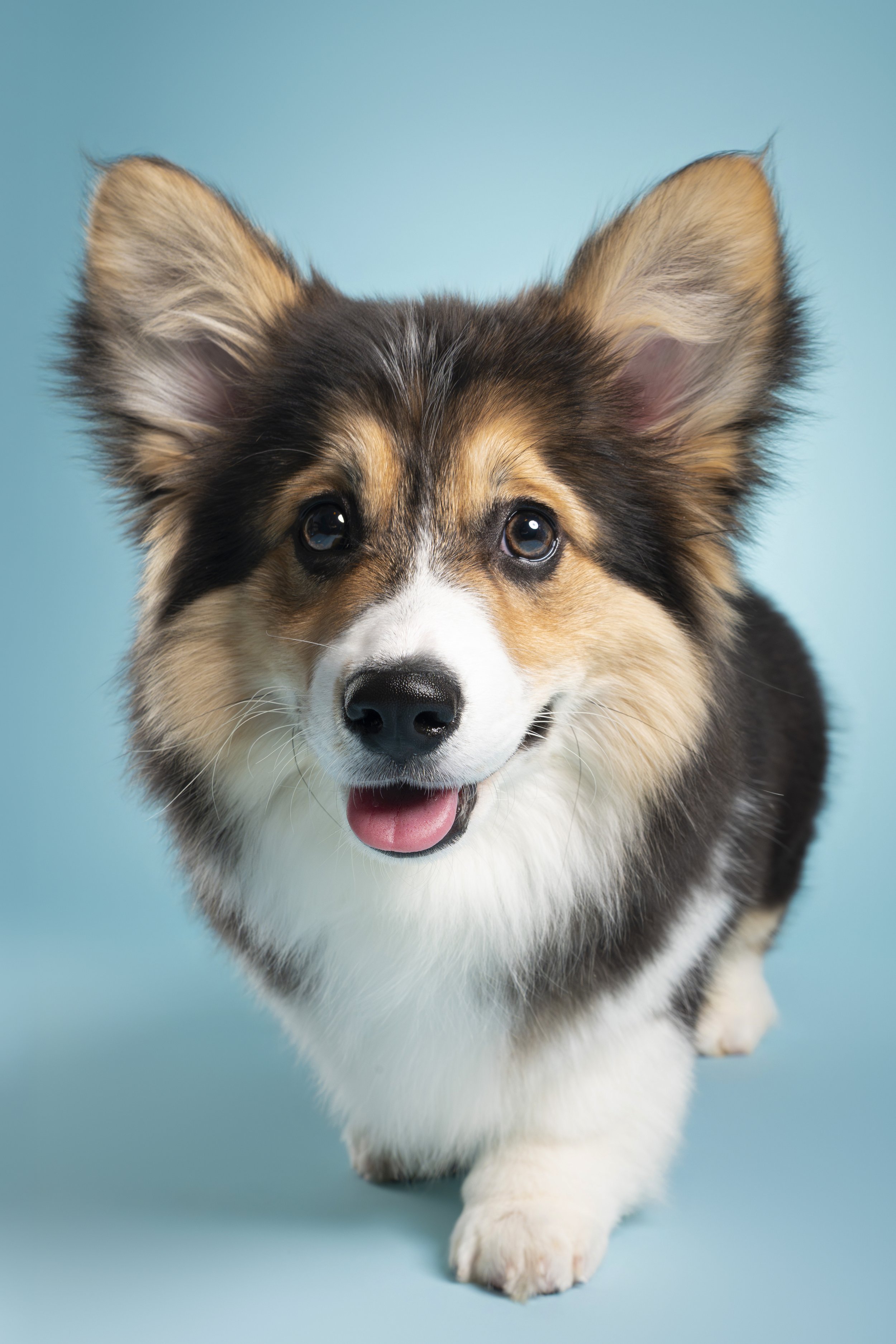 Cute, fluffy puppy with perky ears, black and tan fur, and a happy expression on a light blue background.