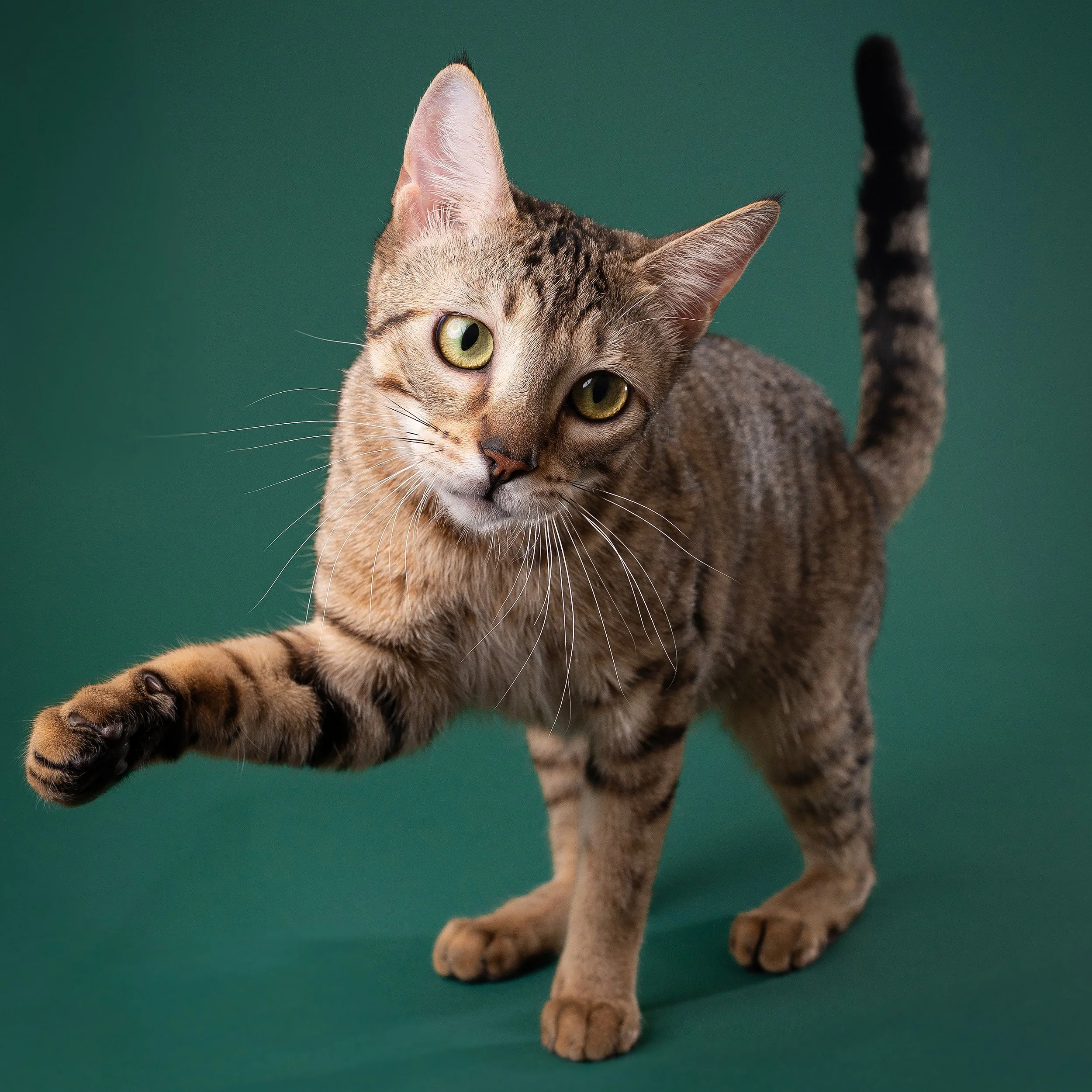 Rescue tabby cat playing a forest green background.