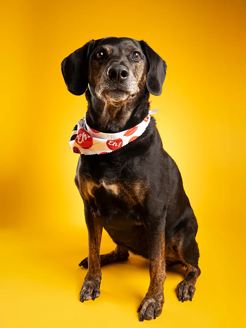 A black and brown dog wearing a white bandana with red ladybug patterns against a solid yellow background.