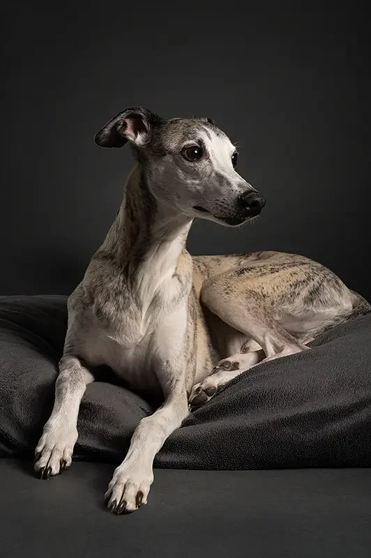 zoey-snaps-studio-photography-whippet-laying-down.webp