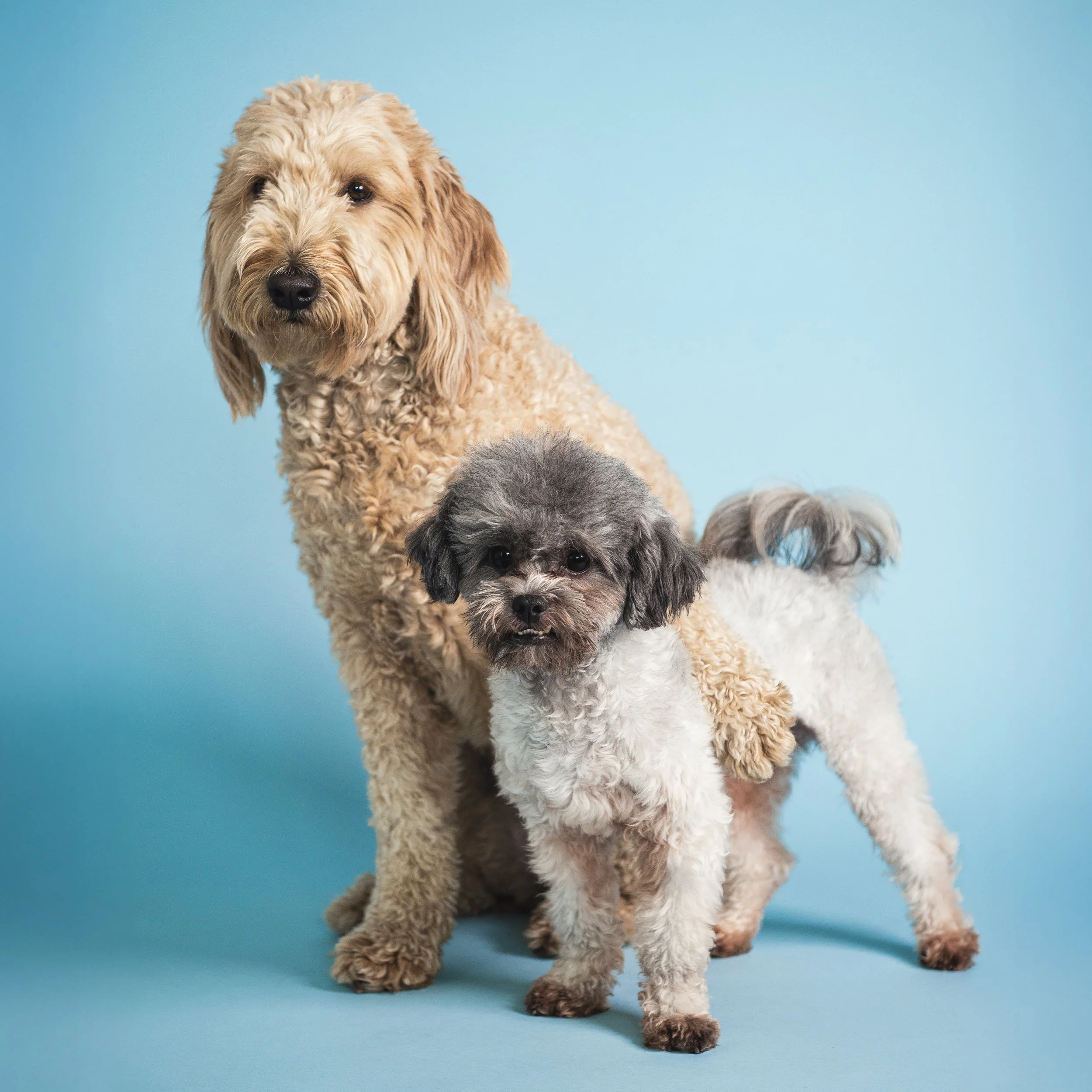 Two small dogs, one with a curly beige coat and the other with a black, gray, and white coat, against a light blue background.