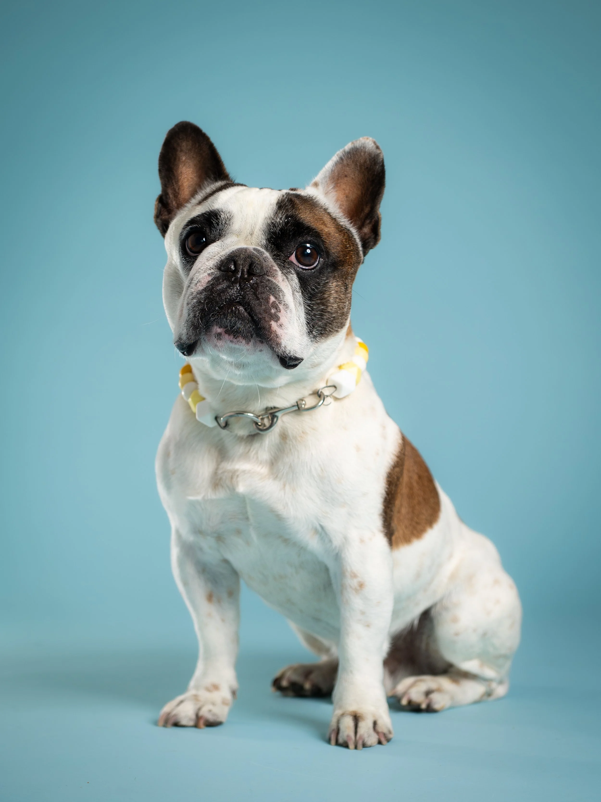 zoey-snaps-studio-portrait-frenchie-sitting.jpg